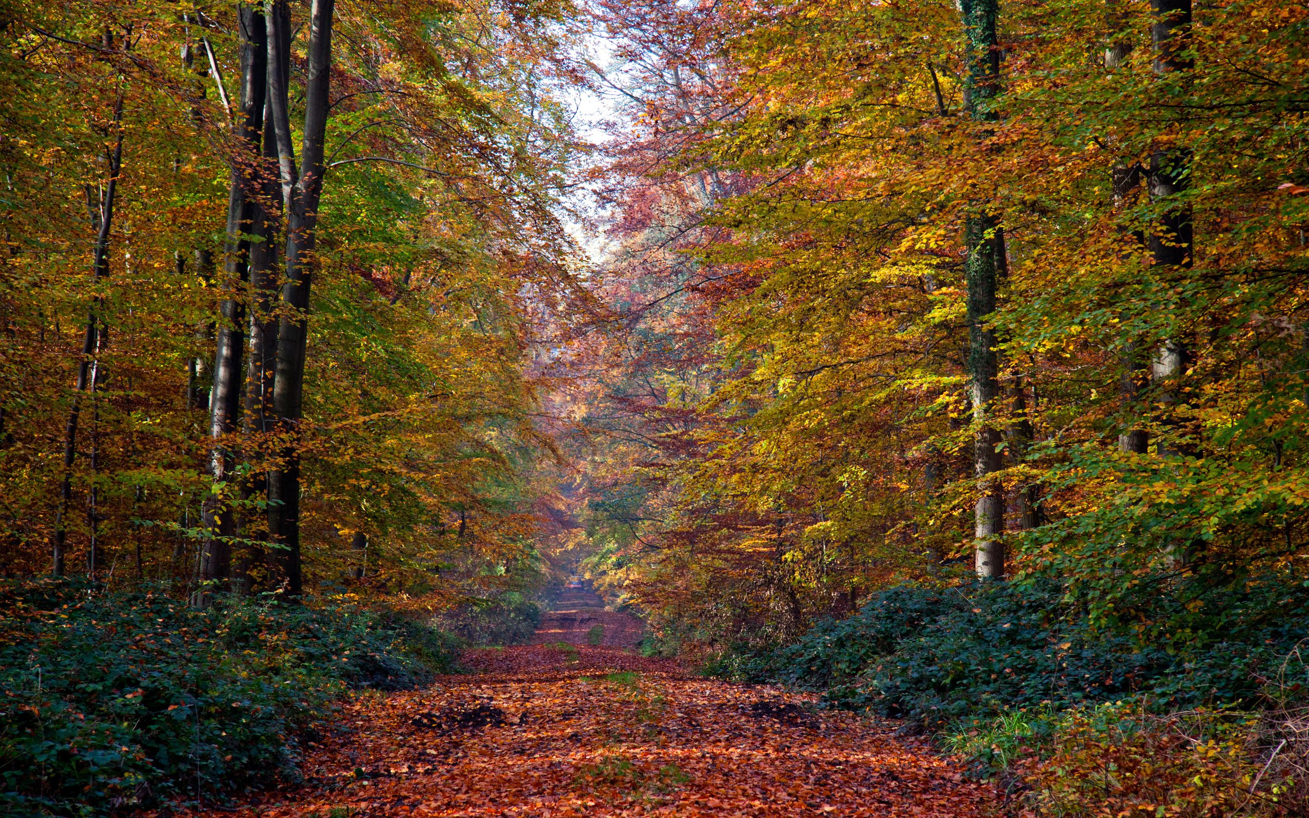 Обои деревья, природа, лес, листья, осень, тропа, trees, nature, forest, leaves, autumn, trail разрешение 3900x2600 Загрузить