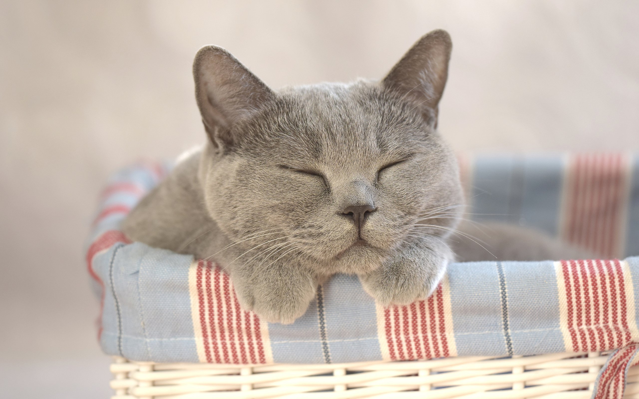 Обои кот, кошка, сон, корзина, cat, sleep, basket разрешение 3840x2400 Загрузить