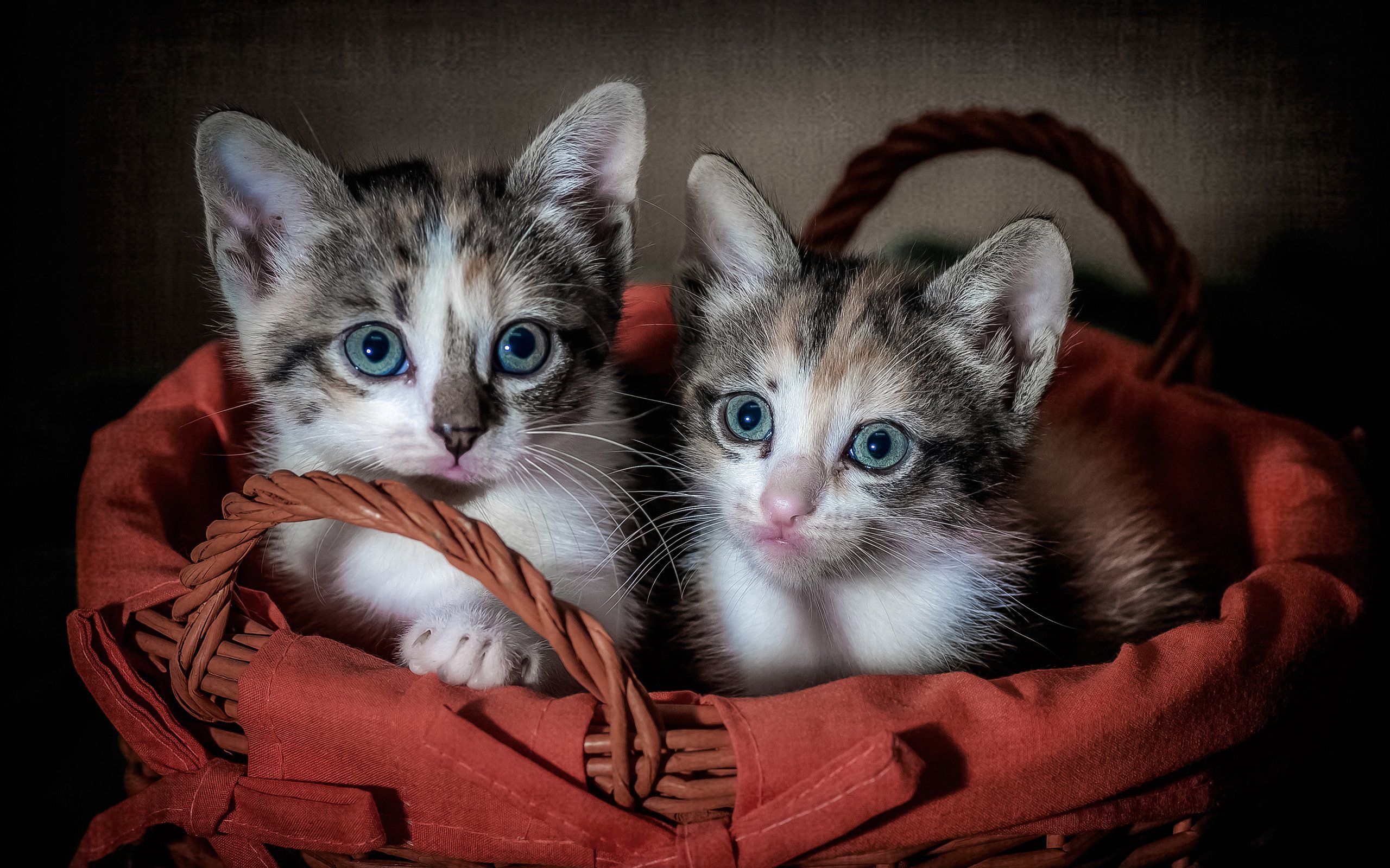 Обои глаза, взгляд, корзина, кошки, котята, eyes, look, basket, cats, kittens разрешение 3000x2045 Загрузить