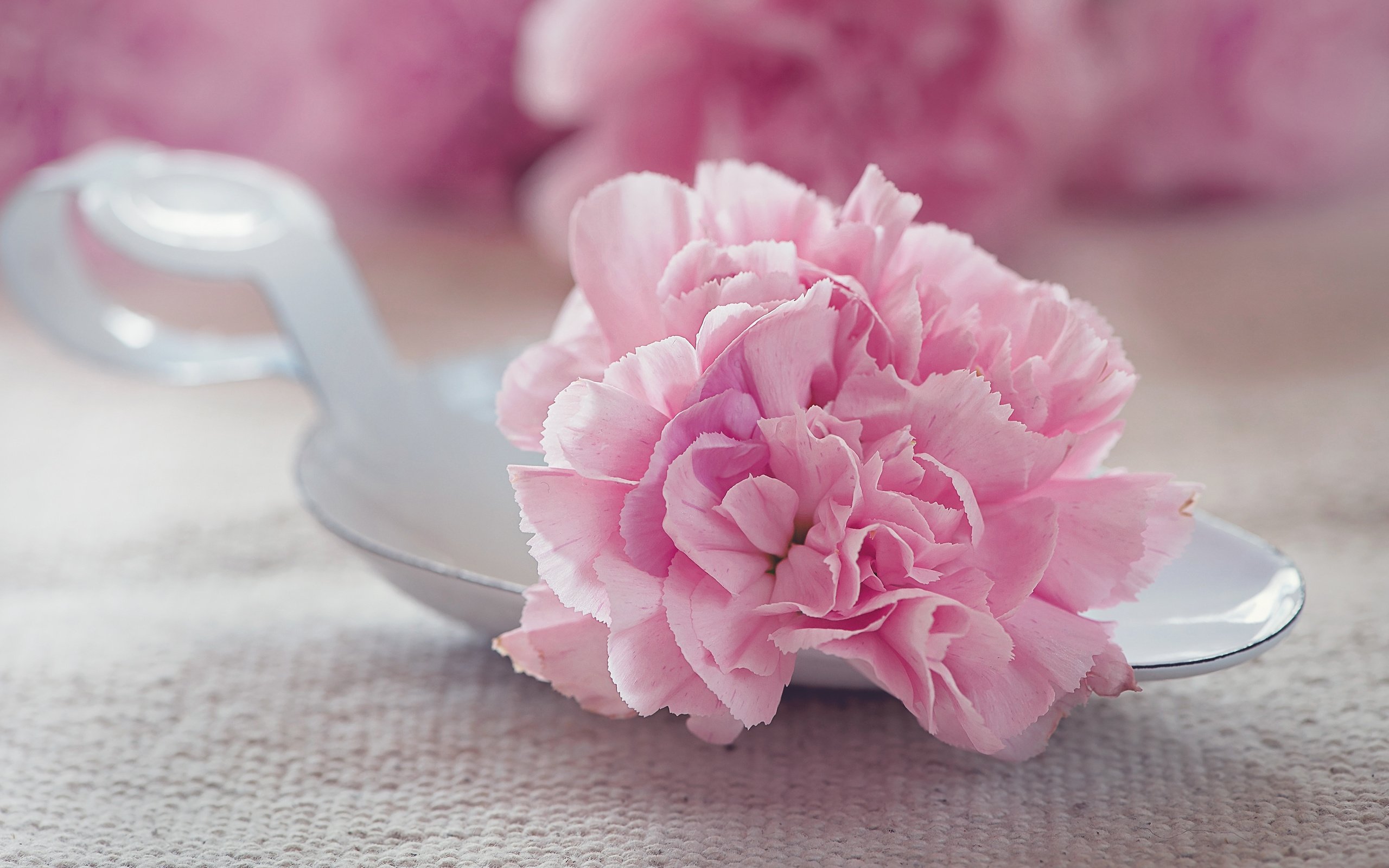 Обои цветок, лепестки, розовый, тюльпан, махровый, flower, petals, pink, tulip, terry разрешение 3840x2400 Загрузить