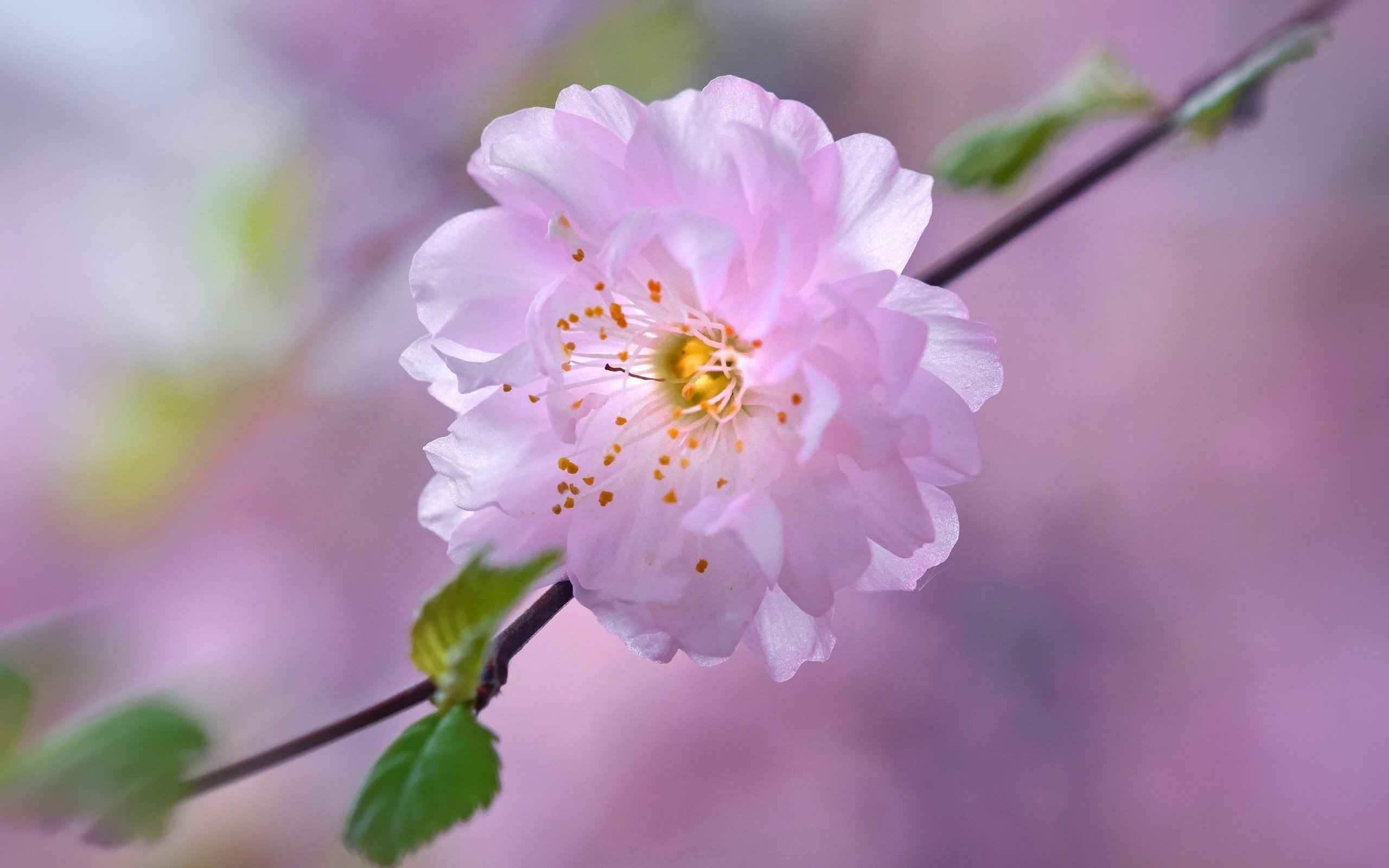 Цветок Сакуры макро