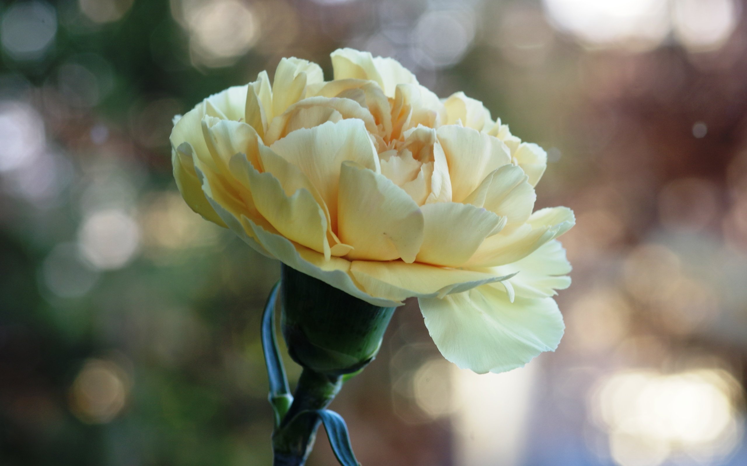 Обои цветение, цветок, боке, гвоздика, flowering, flower, bokeh, carnation разрешение 6016x4000 Загрузить