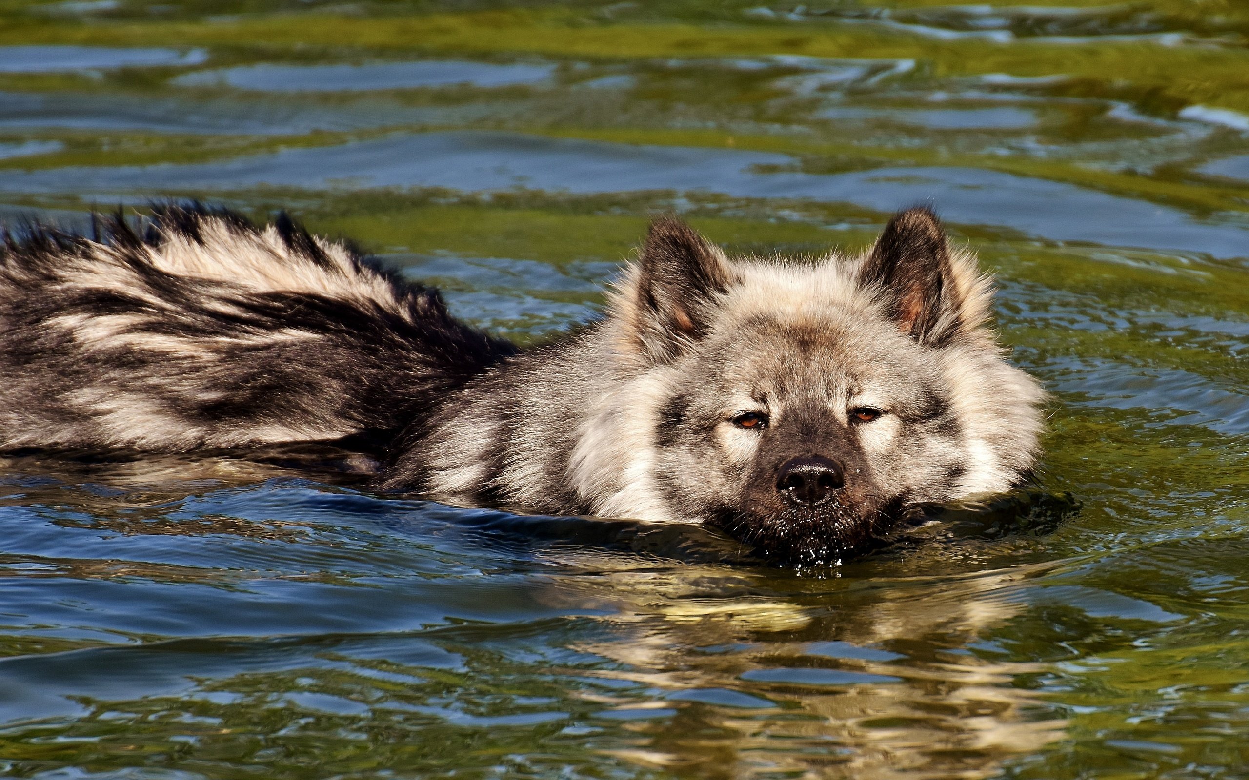 Обои мордочка, взгляд, собака, плывет, в воде, финский лаппхунд, muzzle, look, dog, floats, in the water, finnish lapphund разрешение 4268x2669 Загрузить