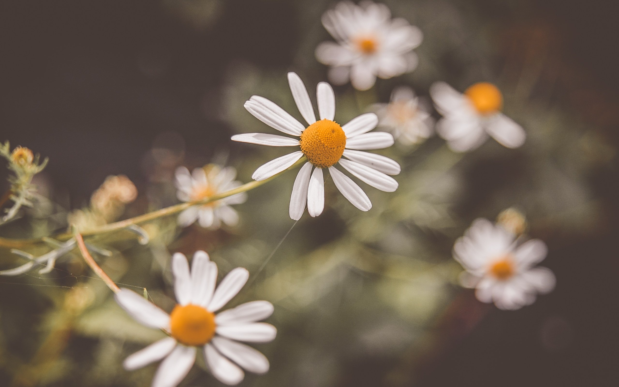 Обои цветы, лепестки, размытость, ромашки, белые, белые цветы, flowers, petals, blur, chamomile, white, white flowers разрешение 3008x2000 Загрузить