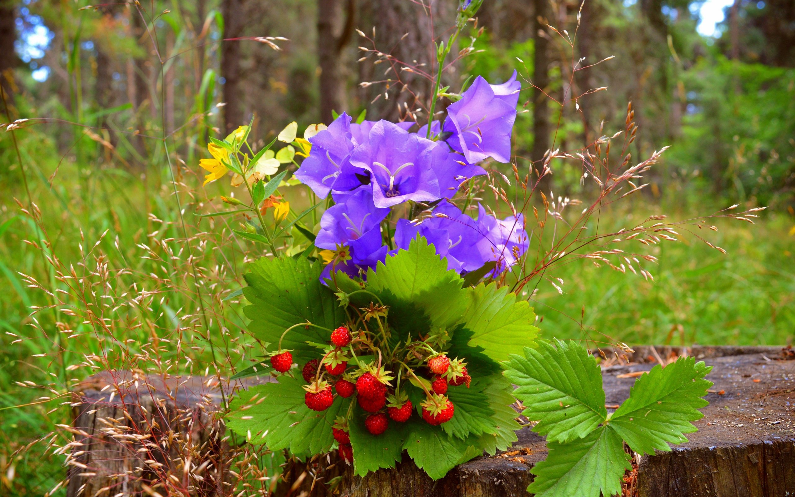 Обои цветы, трава, природа, ягоды, колокольчики, земляника, пенек, flowers, grass, nature, berries, bells, strawberries, stump разрешение 6016x3738 Загрузить