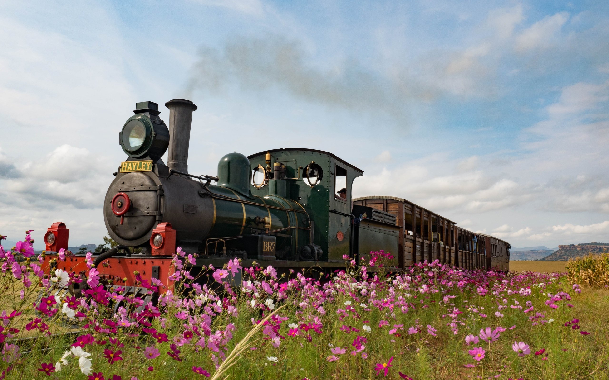 Обои цветы, ретро, луг, англия, паровоз, космея, flowers, retro, meadow, england, the engine, kosmeya разрешение 4608x3456 Загрузить