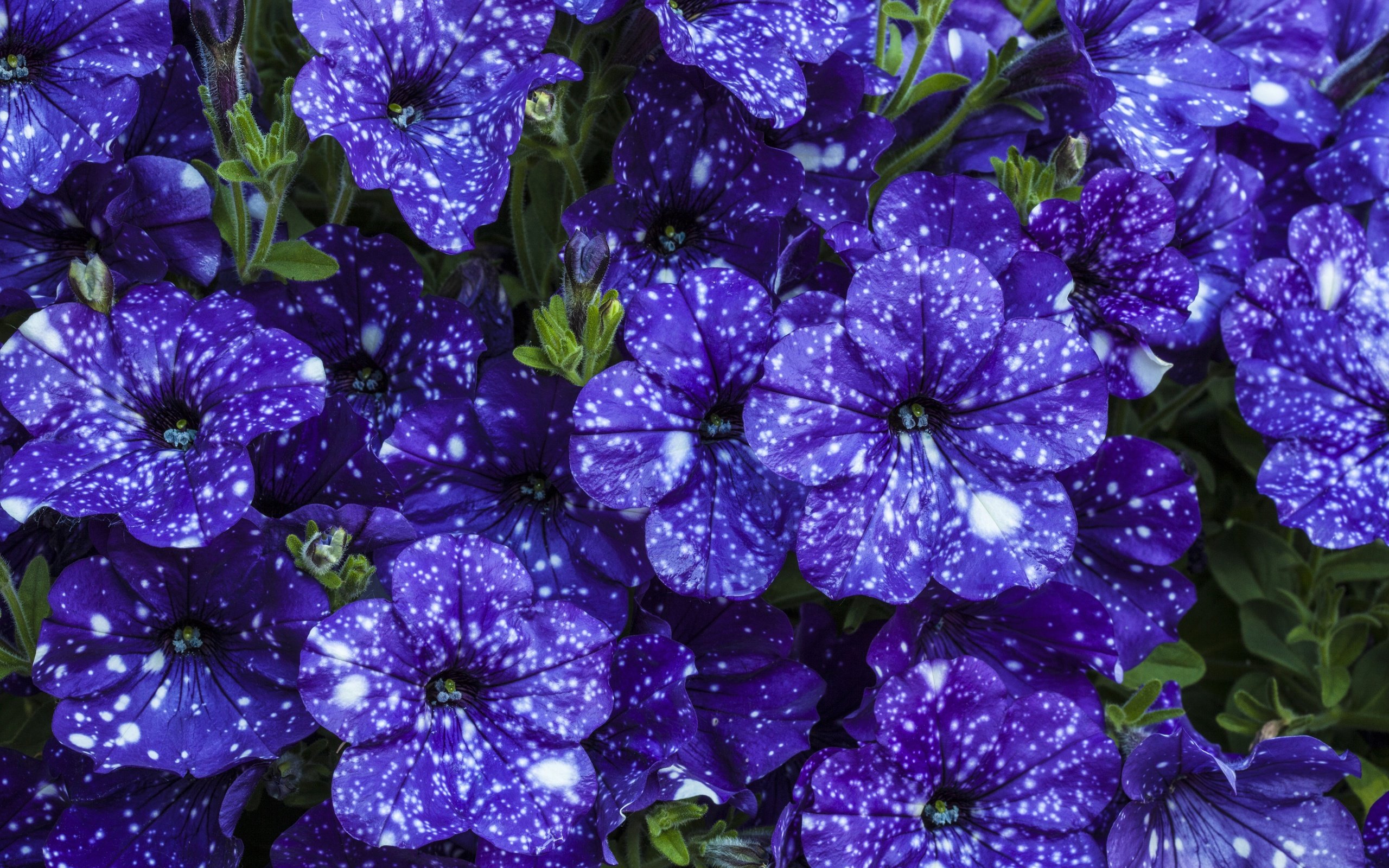 Обои цветы, красивые, фиолетовые, петунья, flowers, beautiful, purple, petunia разрешение 5616x3744 Загрузить