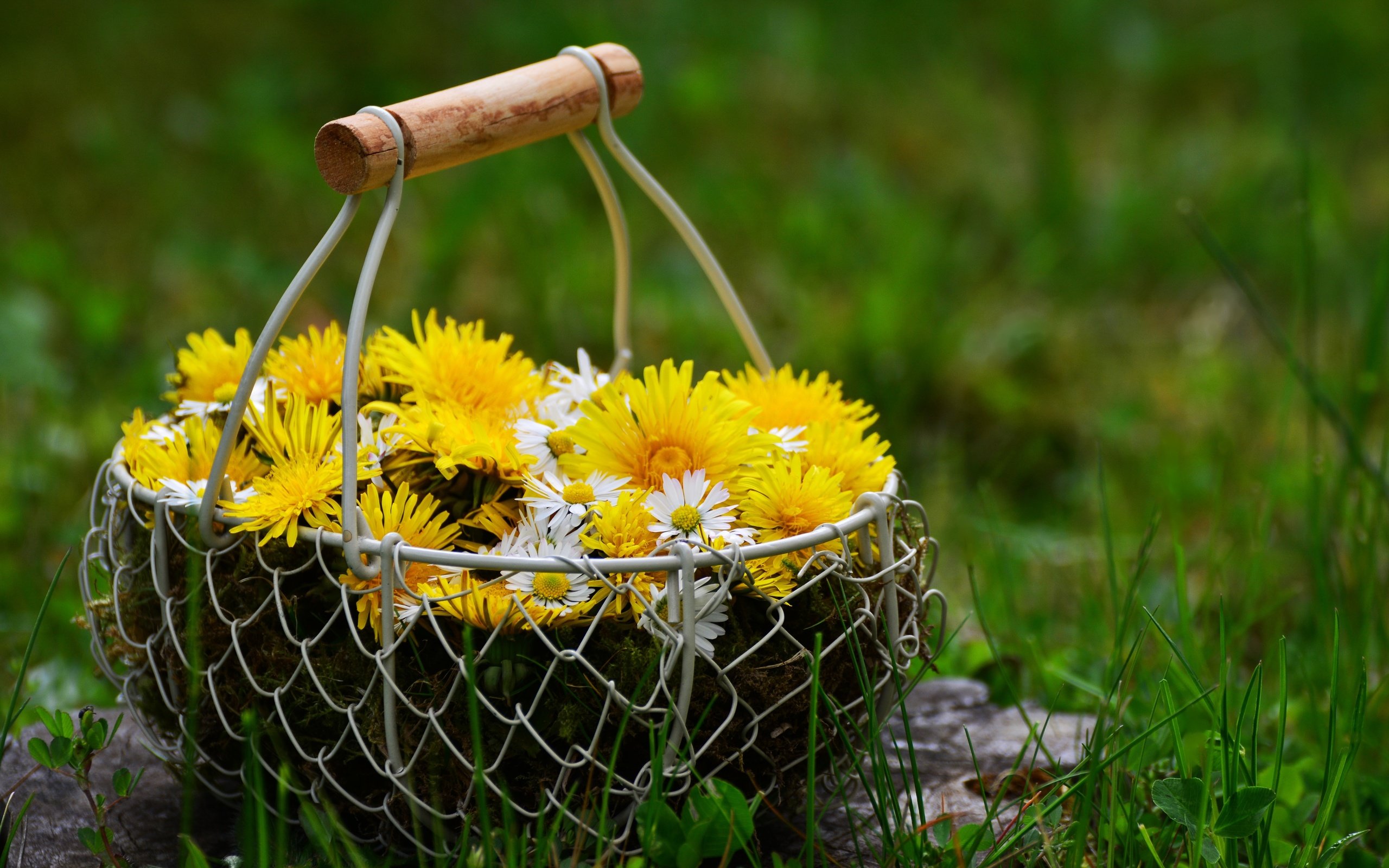 Обои цветы, трава, природа, весна, ромашки, одуванчики, корзинка, flowers, grass, nature, spring, chamomile, dandelions, basket разрешение 6000x4000 Загрузить