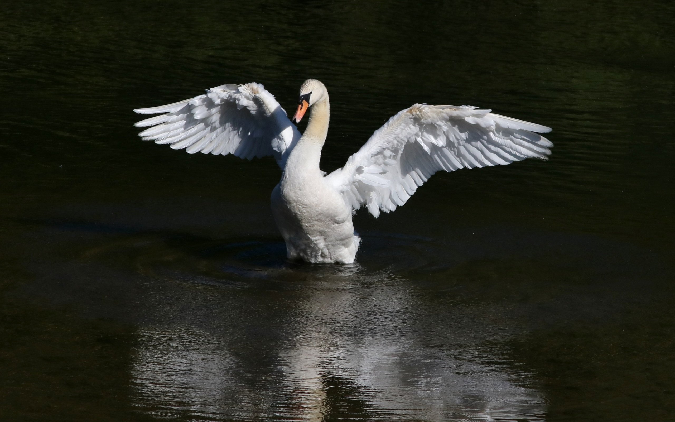 Обои вода, крылья, птица, клюв, перья, лебедь, water, wings, bird, beak, feathers, swan разрешение 3401x2669 Загрузить