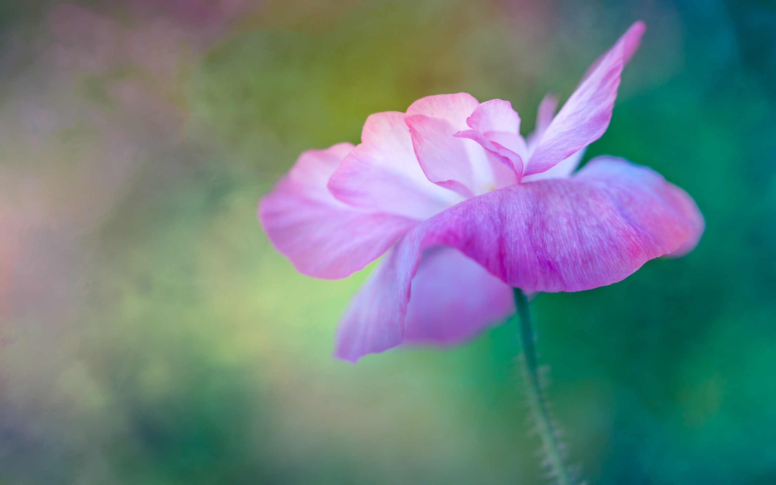 Обои макро, цветок, размытость, мак, розовый, macro, flower, blur, mac, pink разрешение 5760x3840 Загрузить