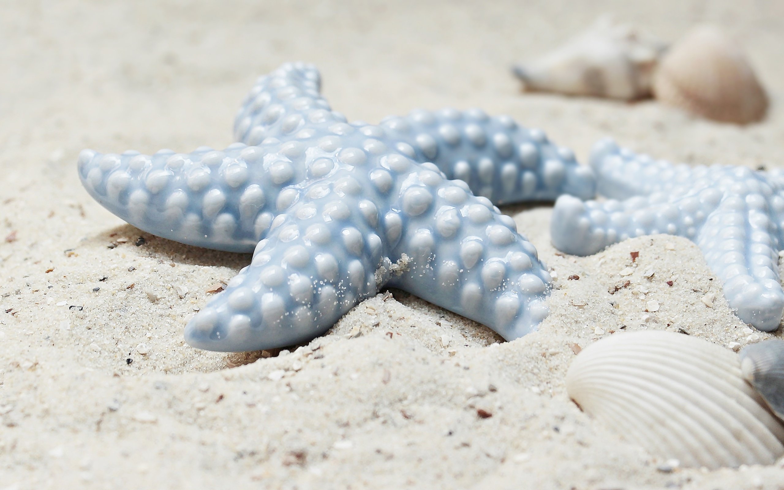 Обои берег, песок, ракушки, ракушка, морская звезда, морские звезды, shore, sand, shell, starfish разрешение 5184x2132 Загрузить