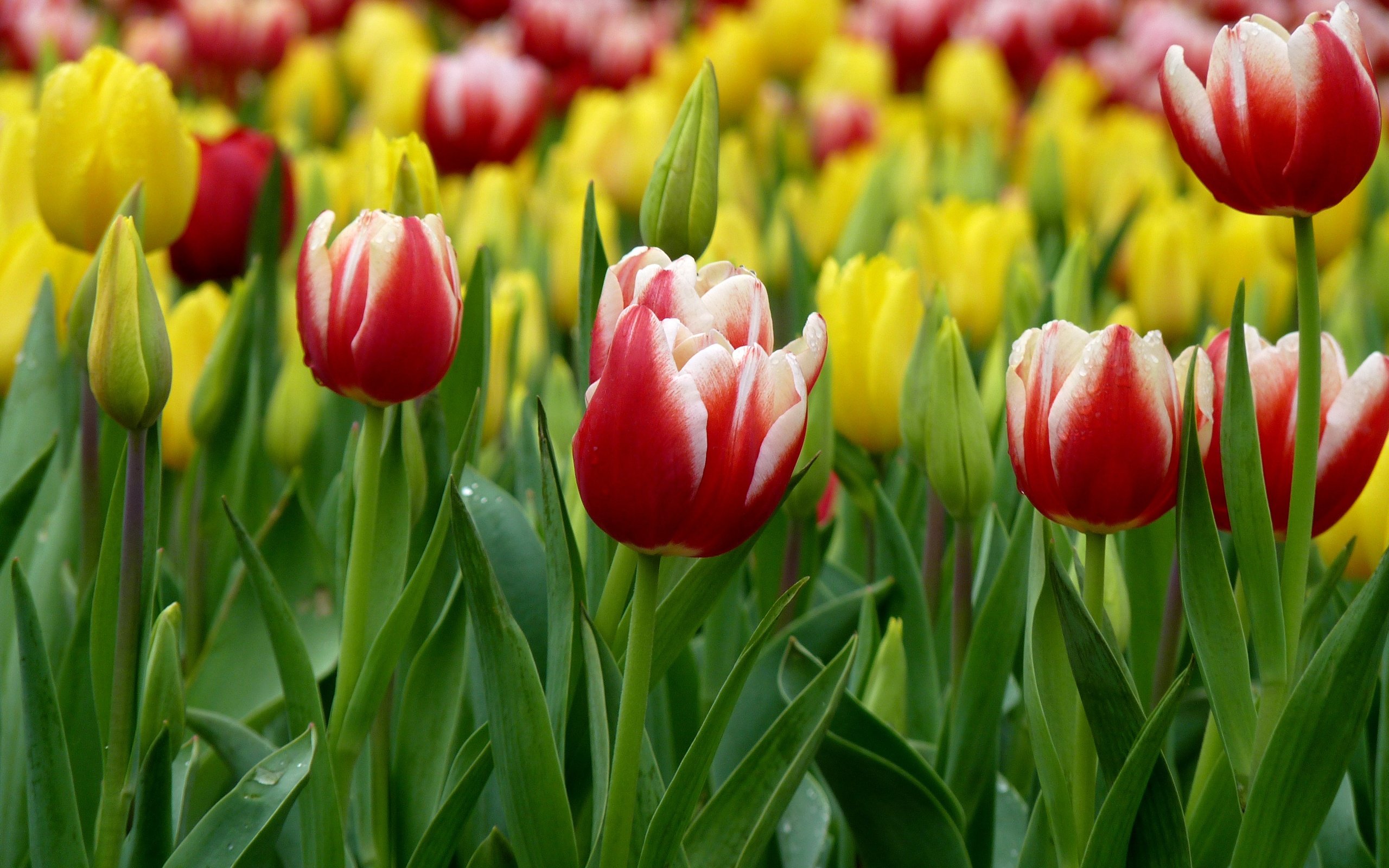 Обои цветы, бутоны, лепестки, весна, тюльпаны, flowers, buds, petals, spring, tulips разрешение 4000x3000 Загрузить