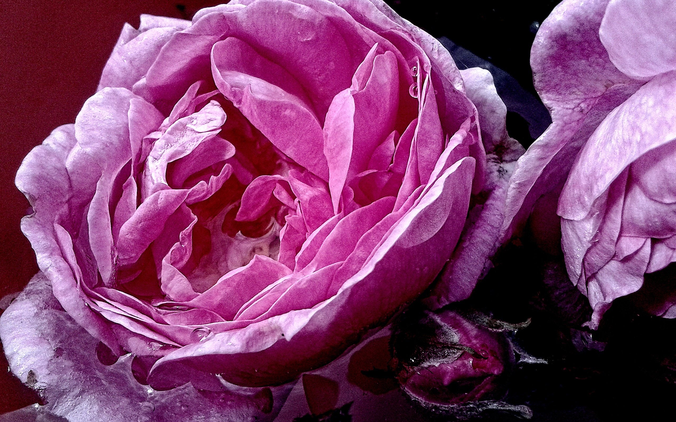 Обои вода, макро, роза, розовая, water, macro, rose, pink разрешение 2560x1920 Загрузить