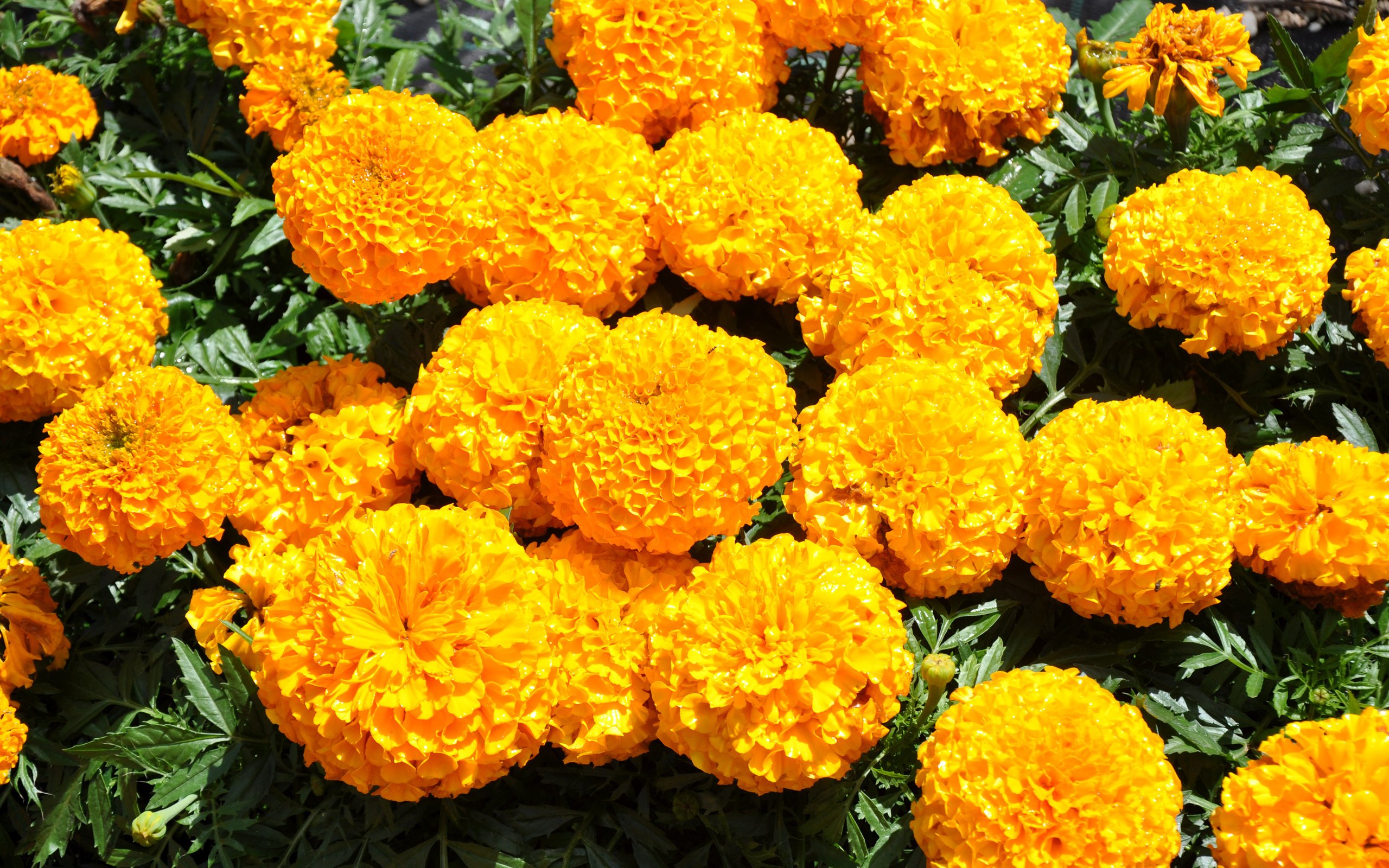 Обои цветы, желтые, бархатцы, flowers, yellow, marigolds разрешение 3500x2325 Загрузить