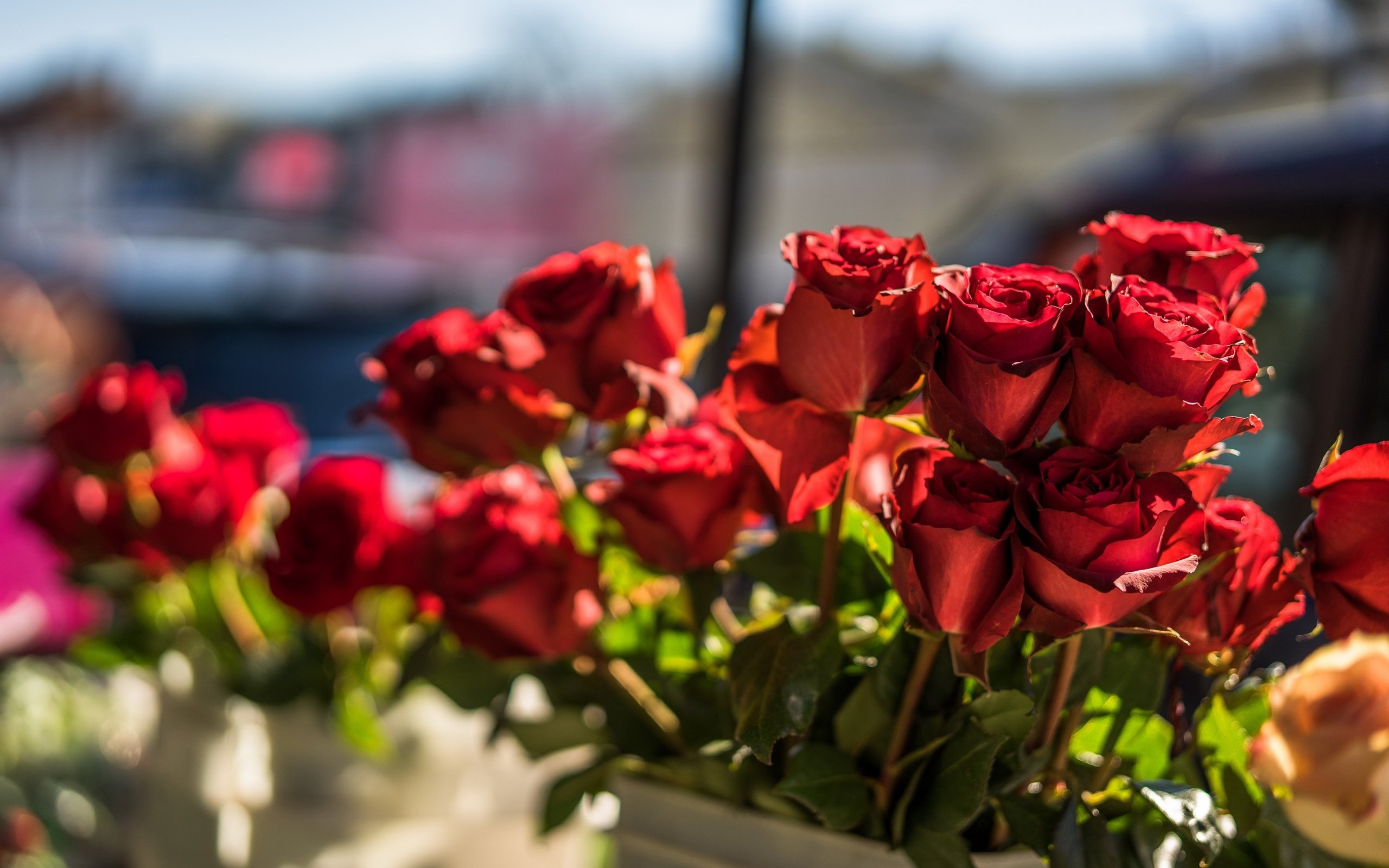 Обои цветы, бутоны, фон, розы, лепестки, flowers, buds, background, roses, petals разрешение 2880x1800 Загрузить