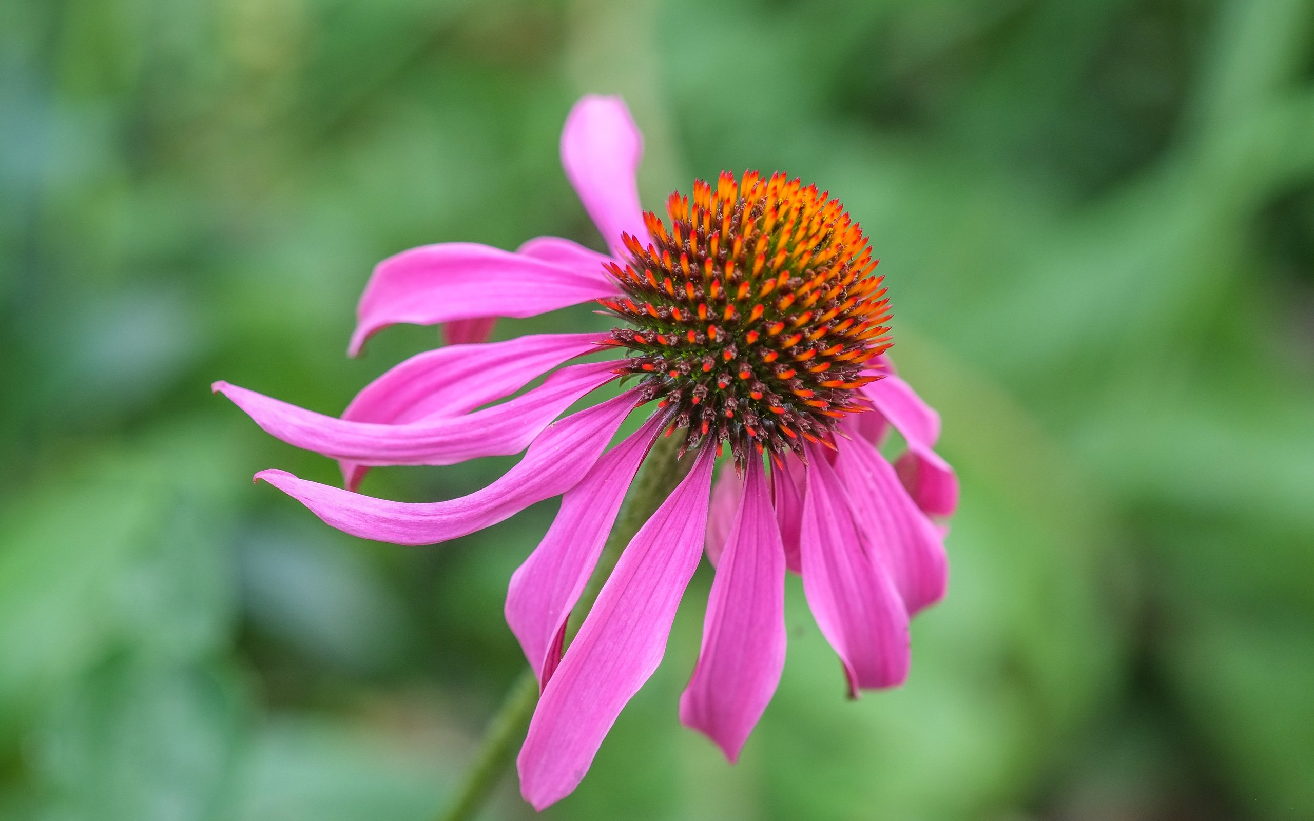 Обои цветок, лепестки, размытость, эхинацея, flower, petals, blur, echinacea разрешение 4896x3264 Загрузить