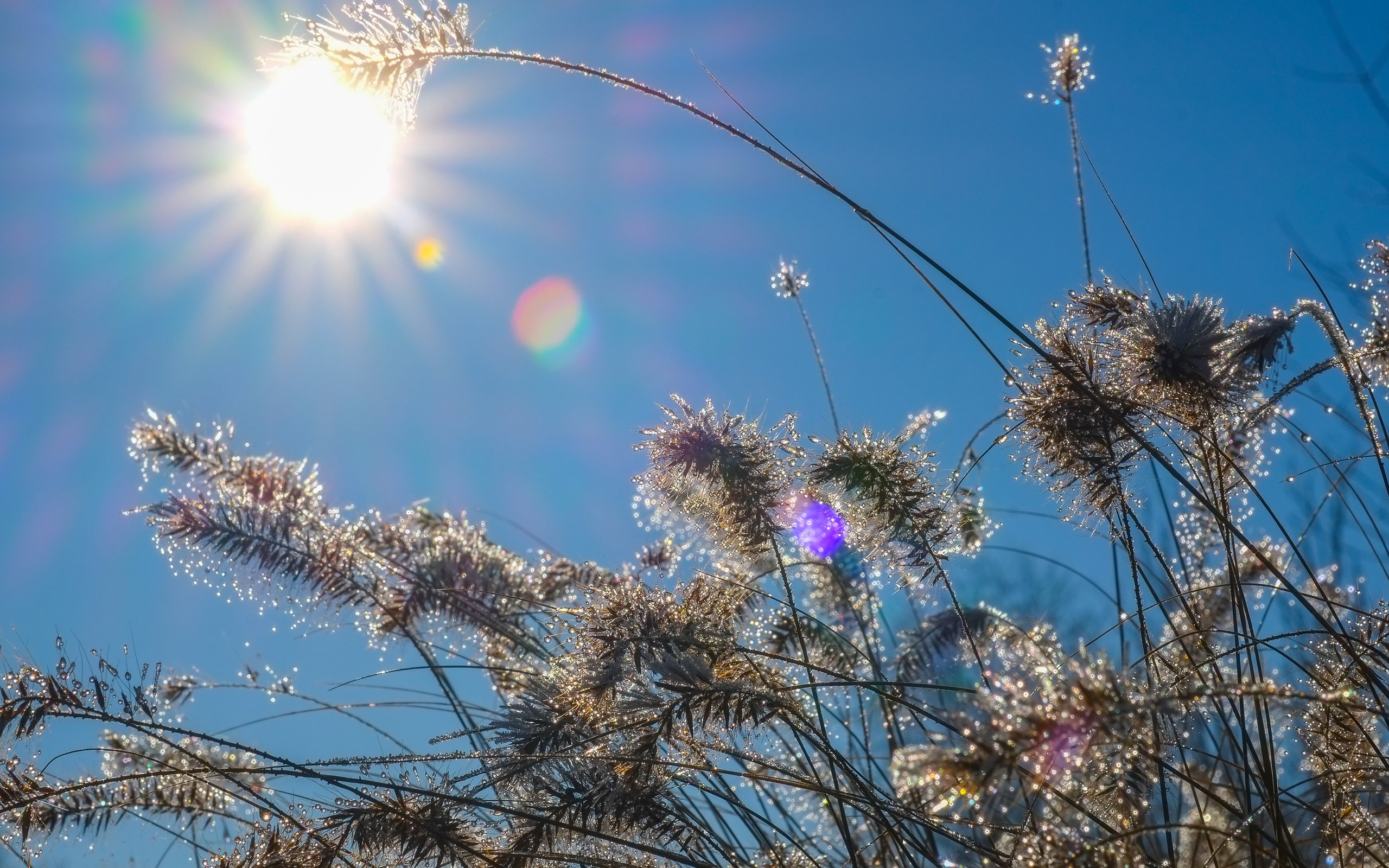 Обои небо, трава, солнце, природа, растения, капли, колоски, the sky, grass, the sun, nature, plants, drops, spikelets разрешение 4896x3264 Загрузить