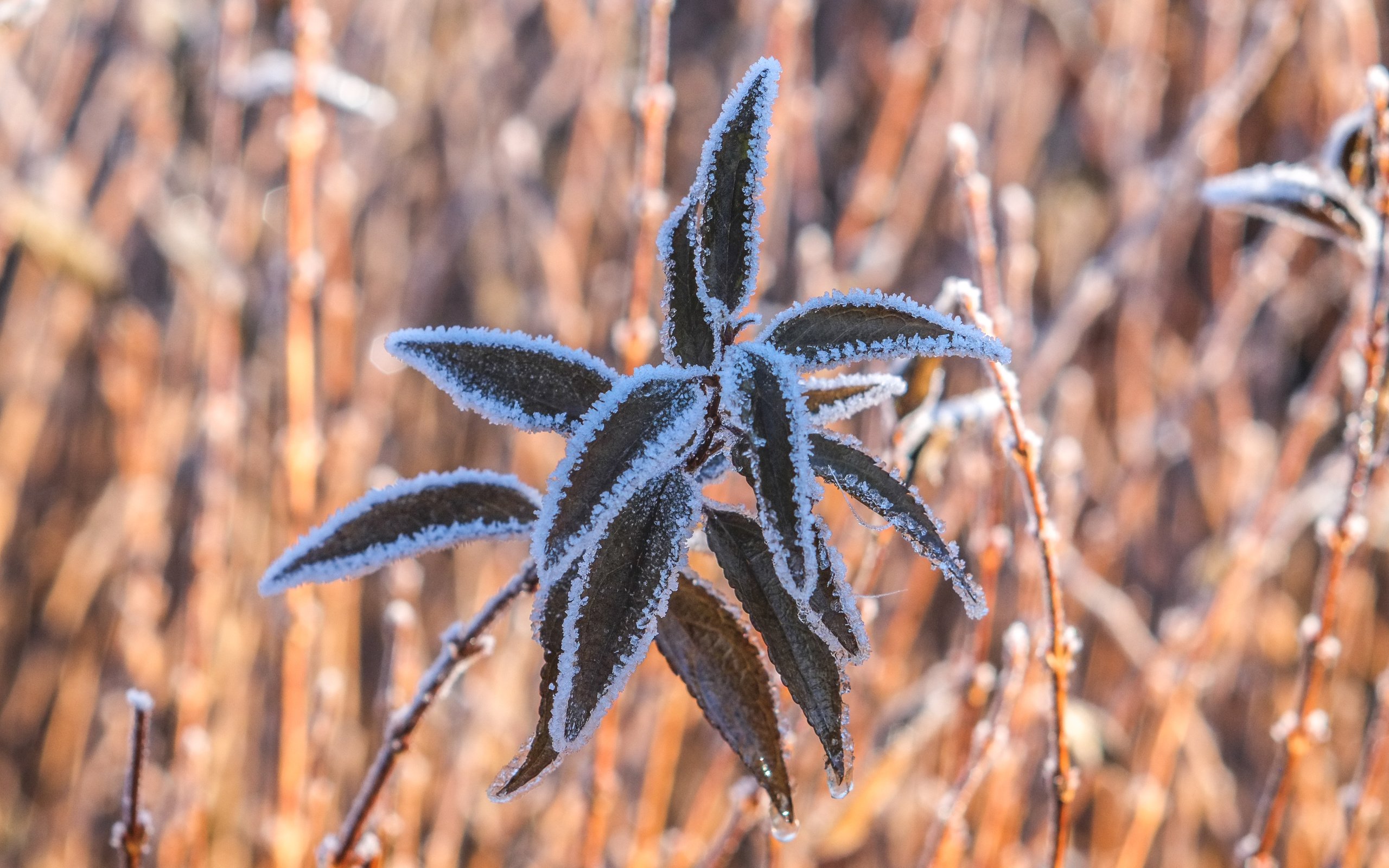 Обои природа, растения, листья, макро, ветки, иней, nature, plants, leaves, macro, branches, frost разрешение 4896x3264 Загрузить