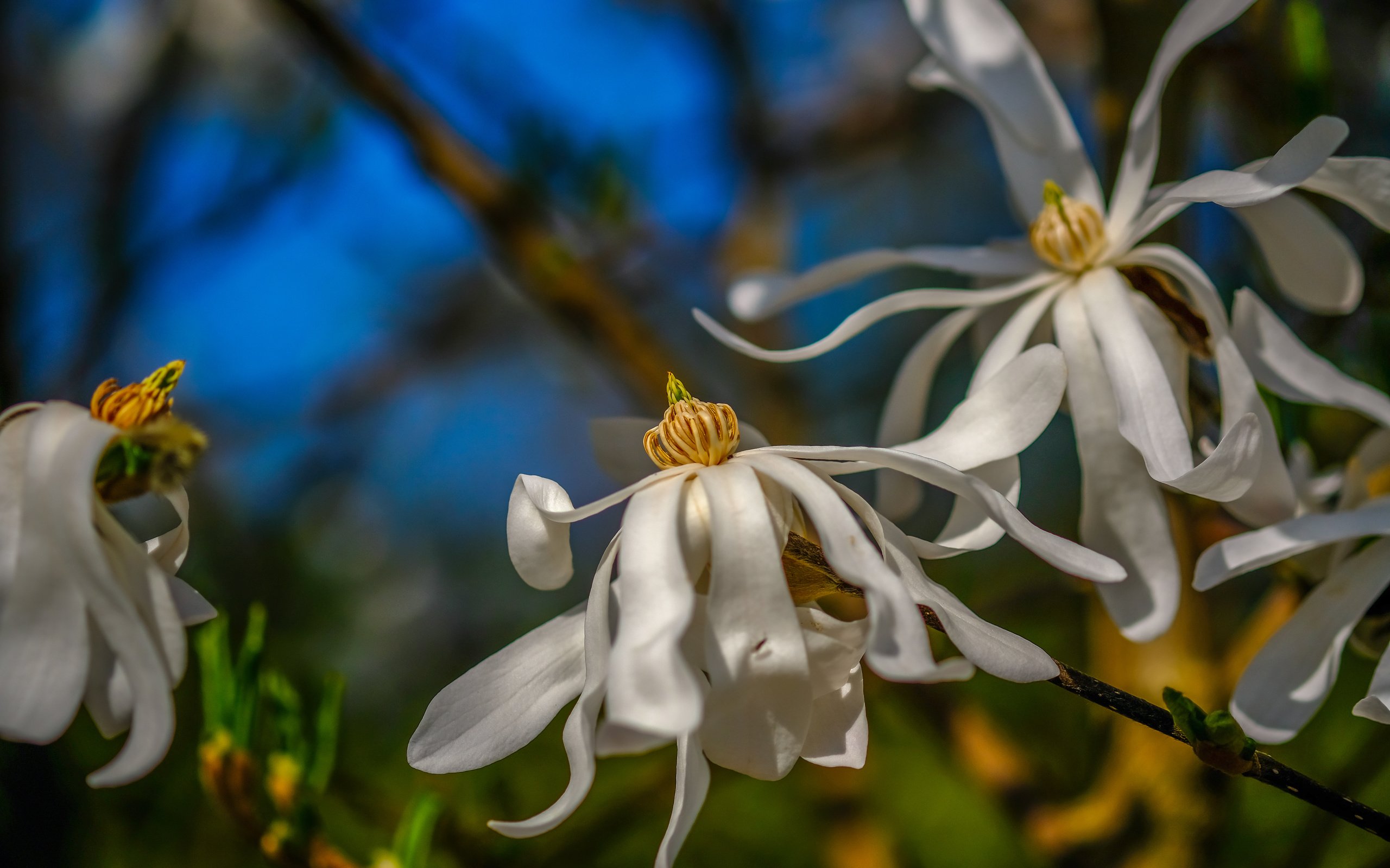 Обои цветы, цветение, весна, белые, магнолия, flowers, flowering, spring, white, magnolia разрешение 6000x4000 Загрузить