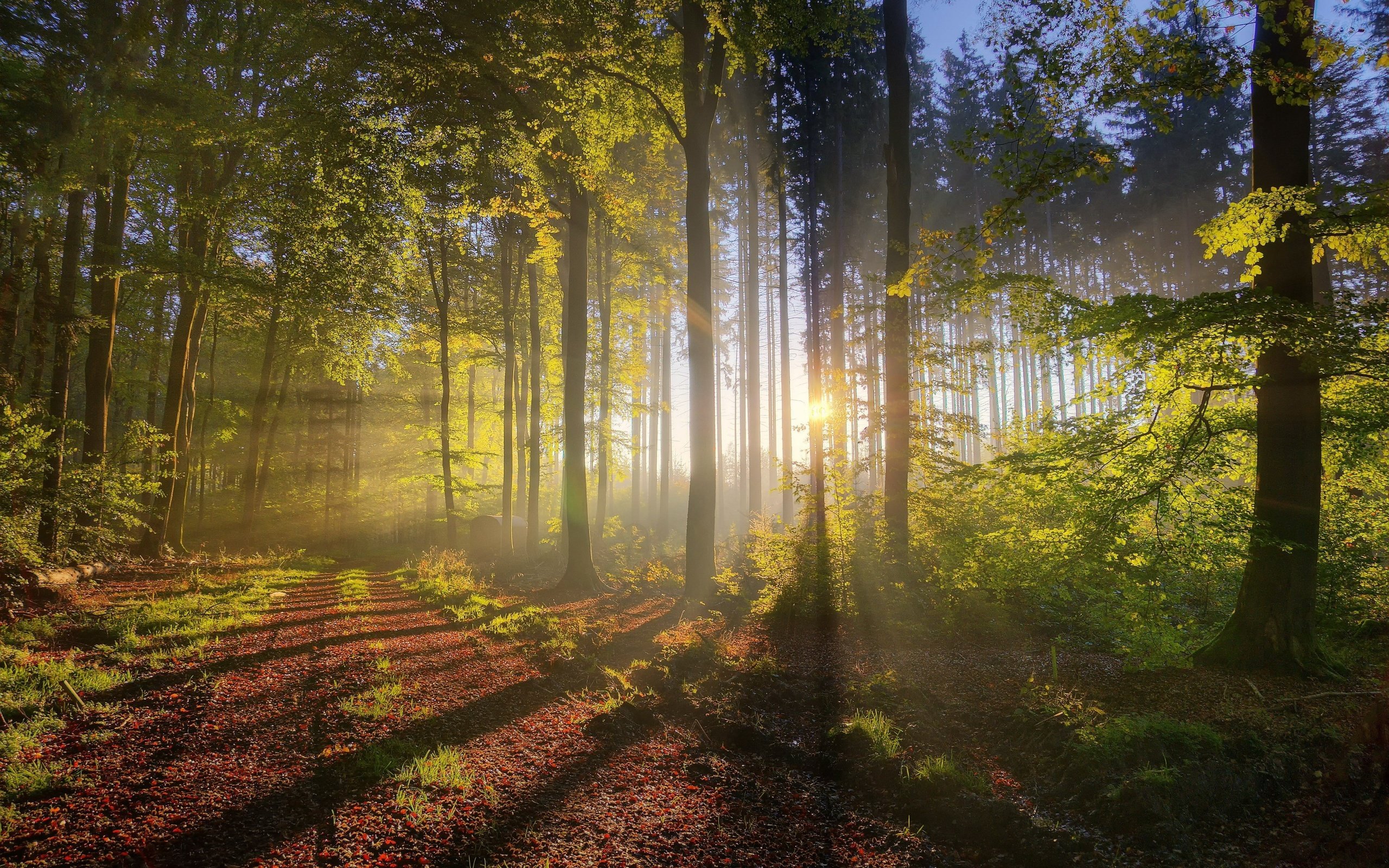 Обои деревья, природа, лес, утро, туман, солнечные лучи, trees, nature, forest, morning, fog, the sun's rays разрешение 4000x2656 Загрузить