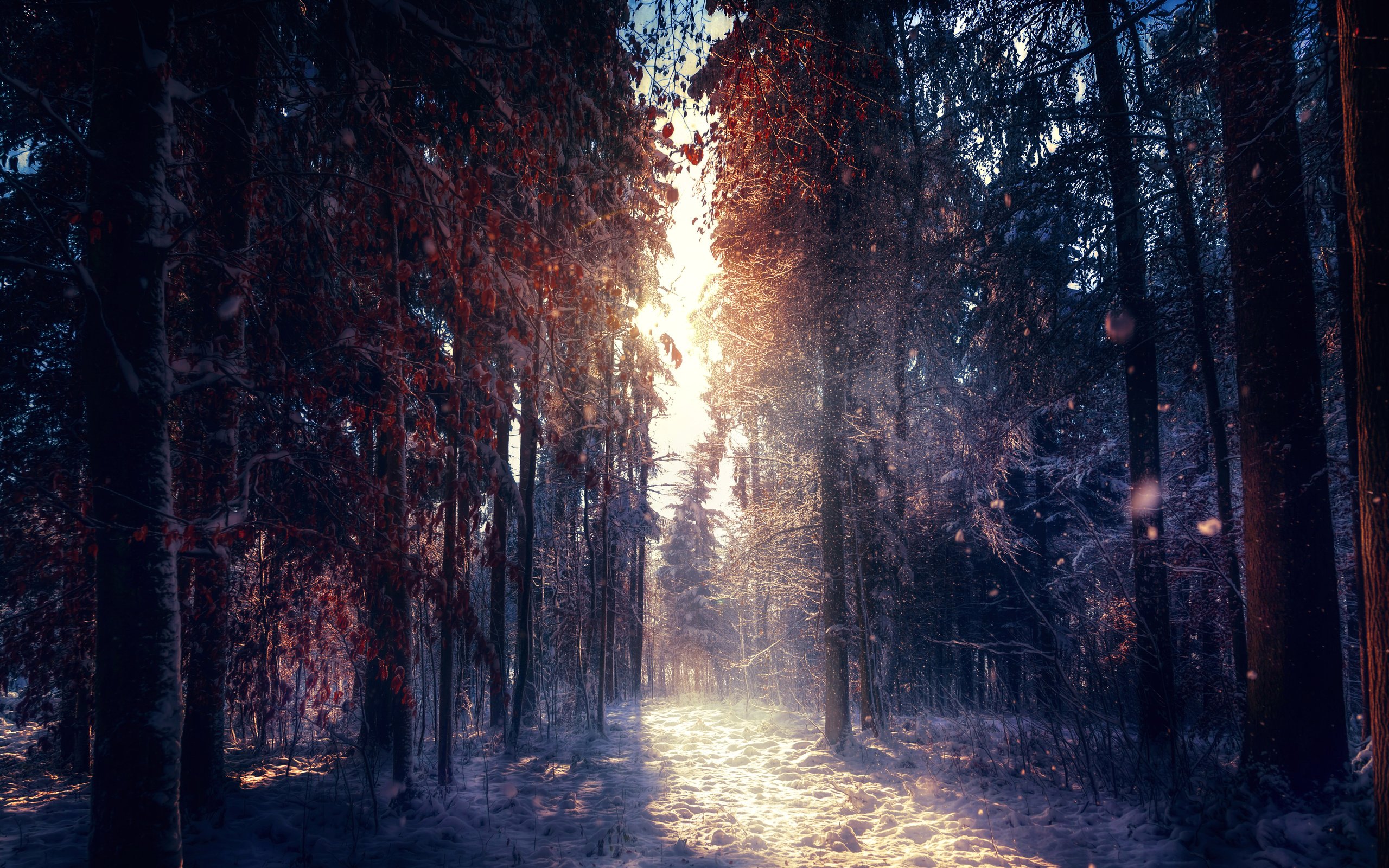 Обои деревья, снег, природа, лес, зима, утро, туман, солнечные лучи, trees, snow, nature, forest, winter, morning, fog, the sun's rays разрешение 5616x3381 Загрузить