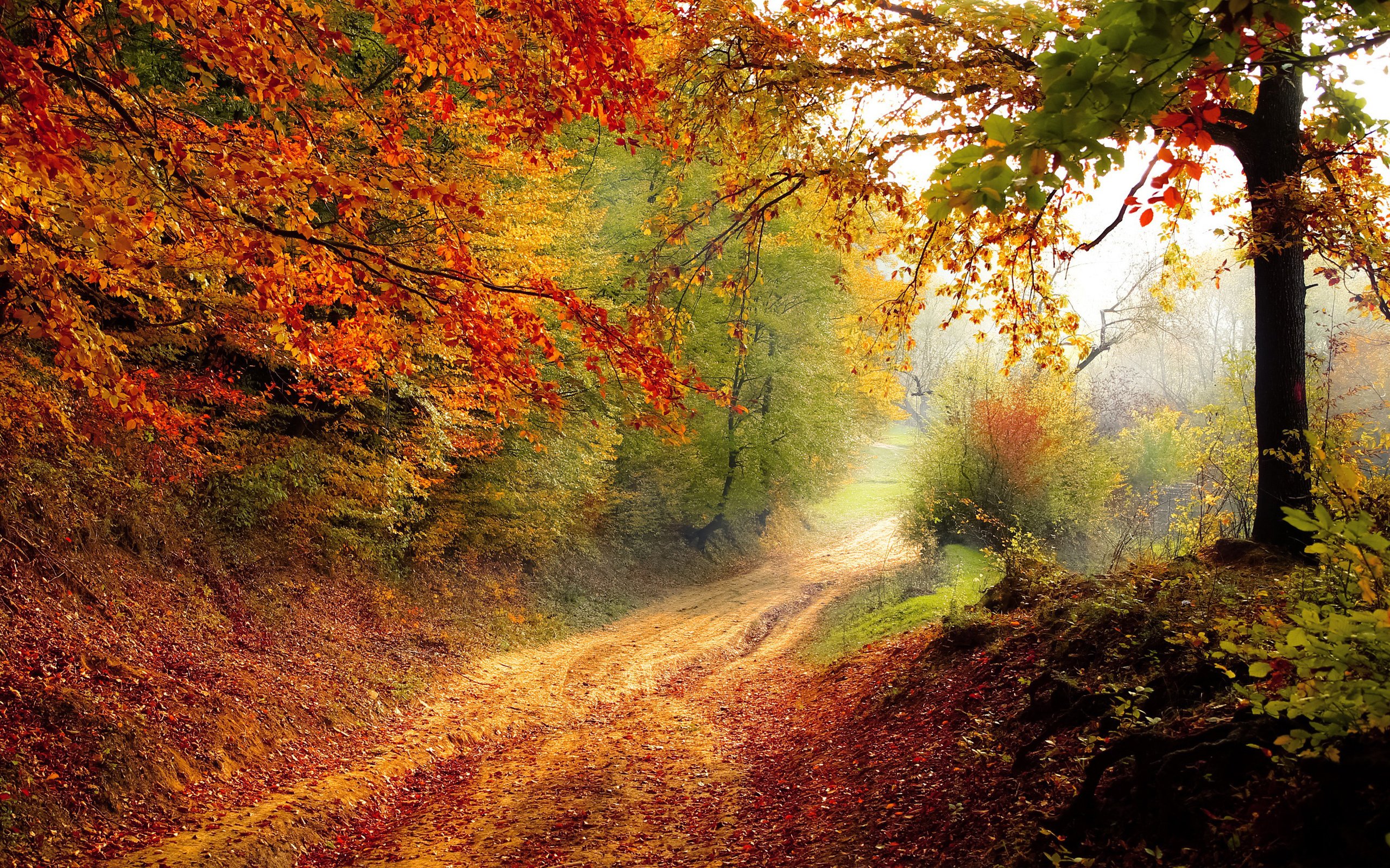 Обои свет, осень, дорога, деревья, природа, лес, пейзаж, утро, туман, light, autumn, road, trees, nature, forest, landscape, morning, fog разрешение 2880x1800 Загрузить