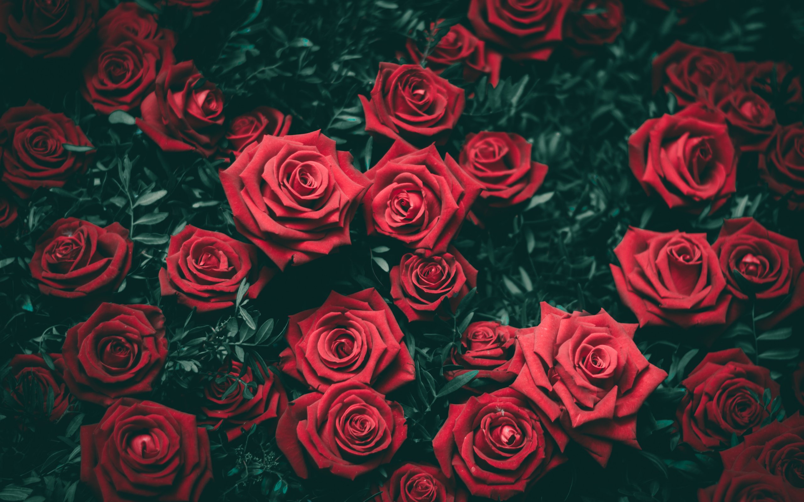 Обои цветы, бутоны, розы, красные, куст, flowers, buds, roses, red, bush разрешение 6016x4000 Загрузить