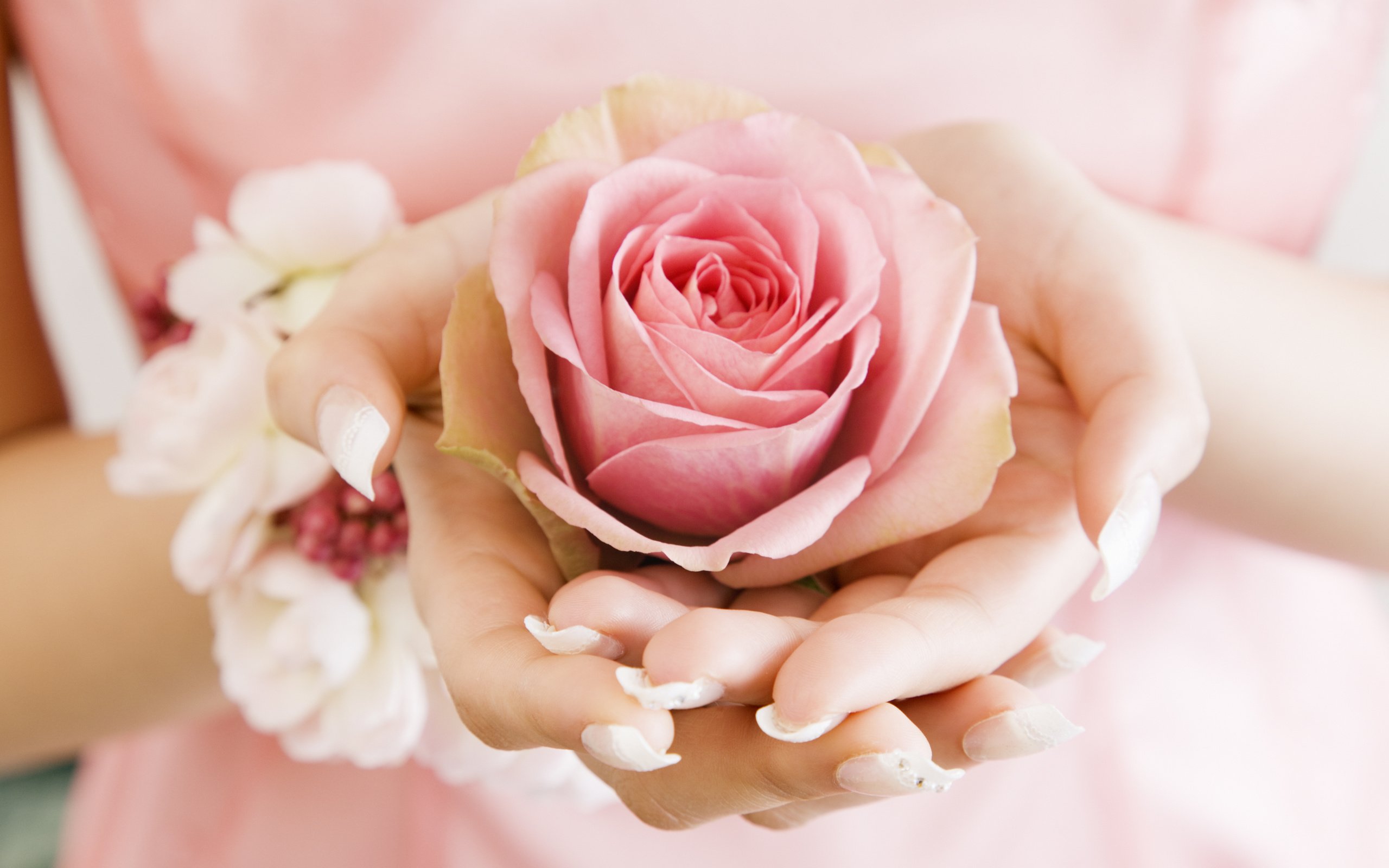 Обои цветок, роза, лепестки, бутон, руки, ладони, розовая роза, flower, rose, petals, bud, hands, palm, pink rose разрешение 2950x2094 Загрузить