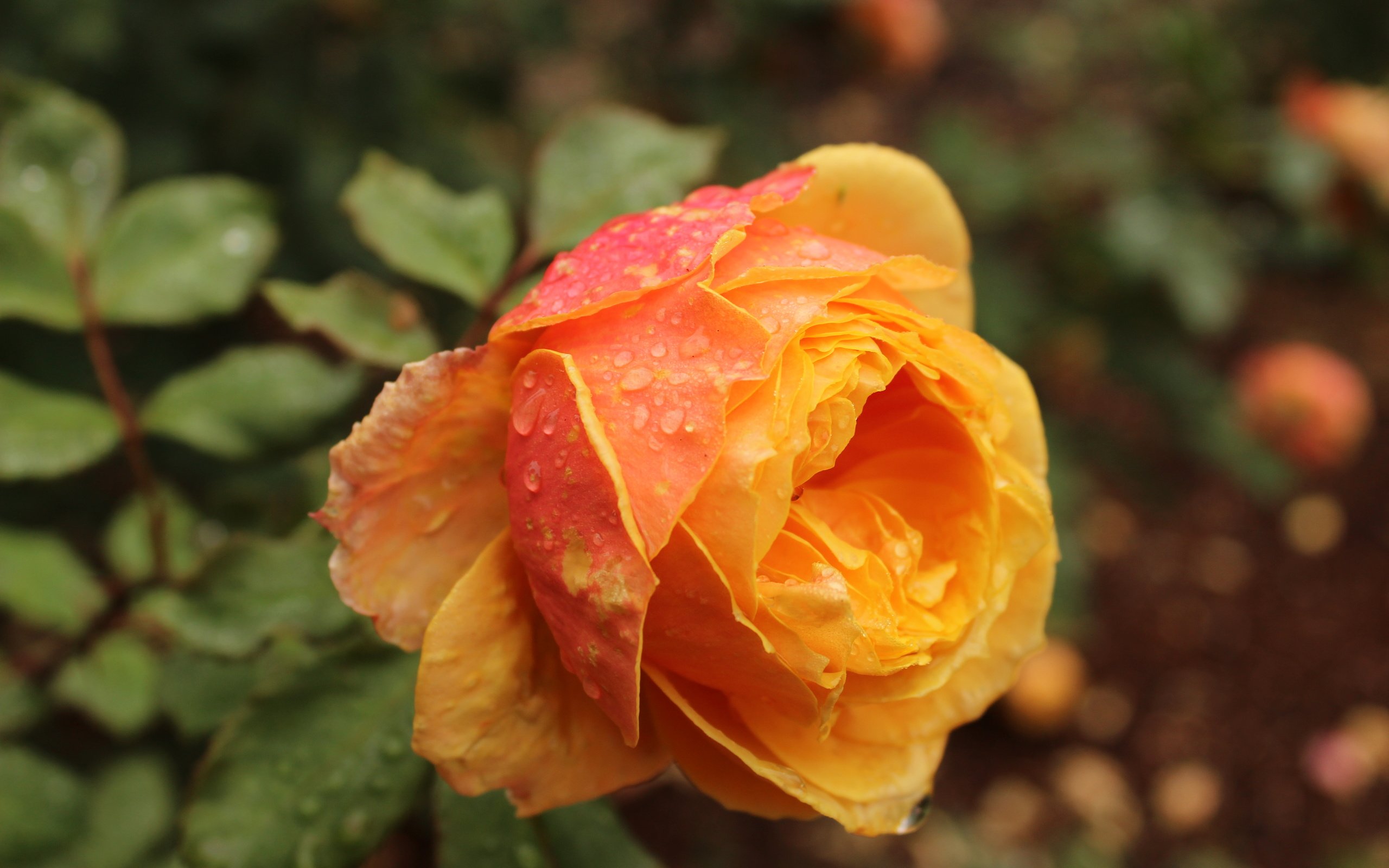 Обои цветок, роса, капли, роза, лепестки, бутон, оранжевая, flower, rosa, drops, rose, petals, bud, orange разрешение 5184x3456 Загрузить