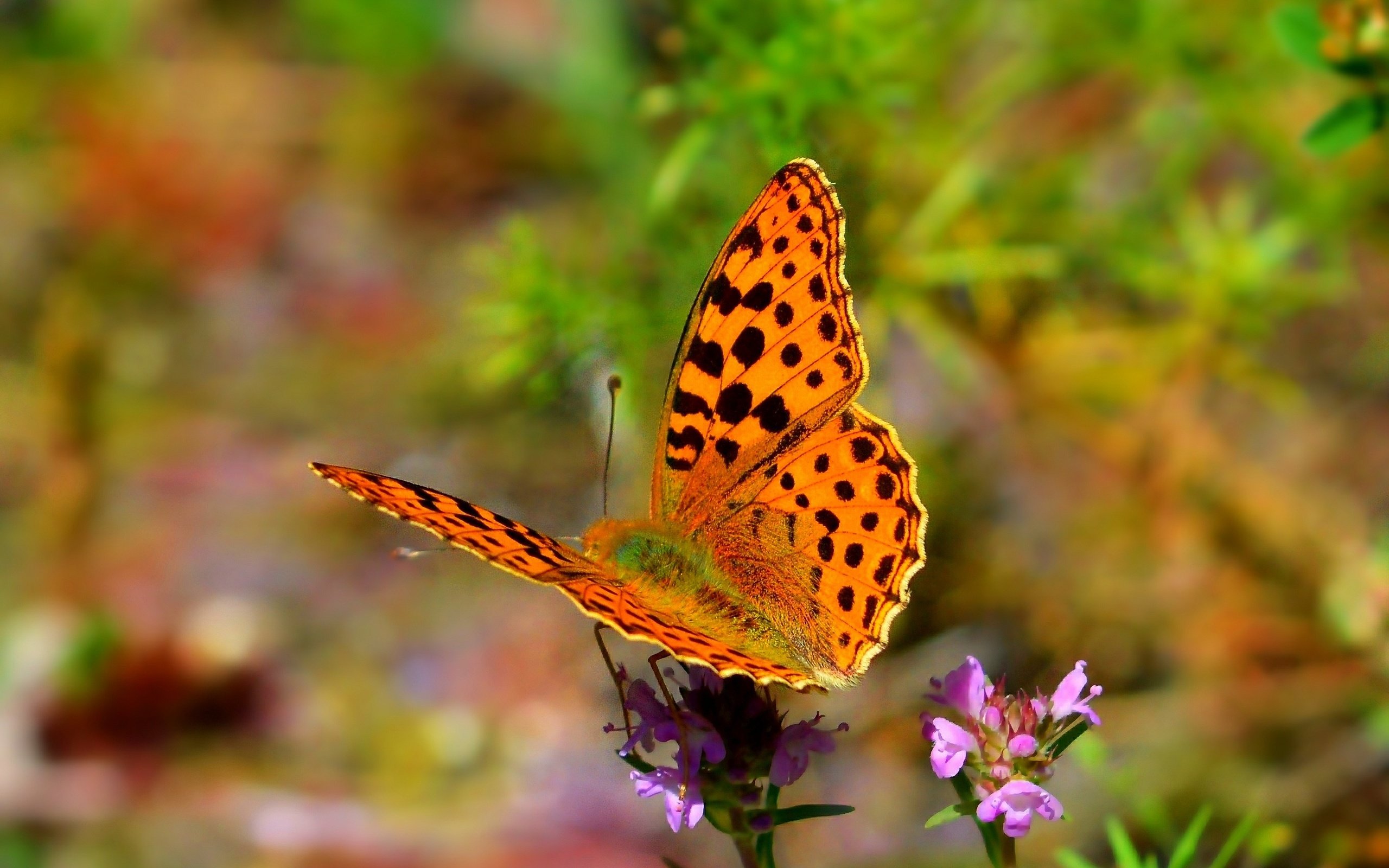 Обои цветы, природа, насекомое, бабочка, крылья, flowers, nature, insect, butterfly, wings разрешение 2723x1756 Загрузить