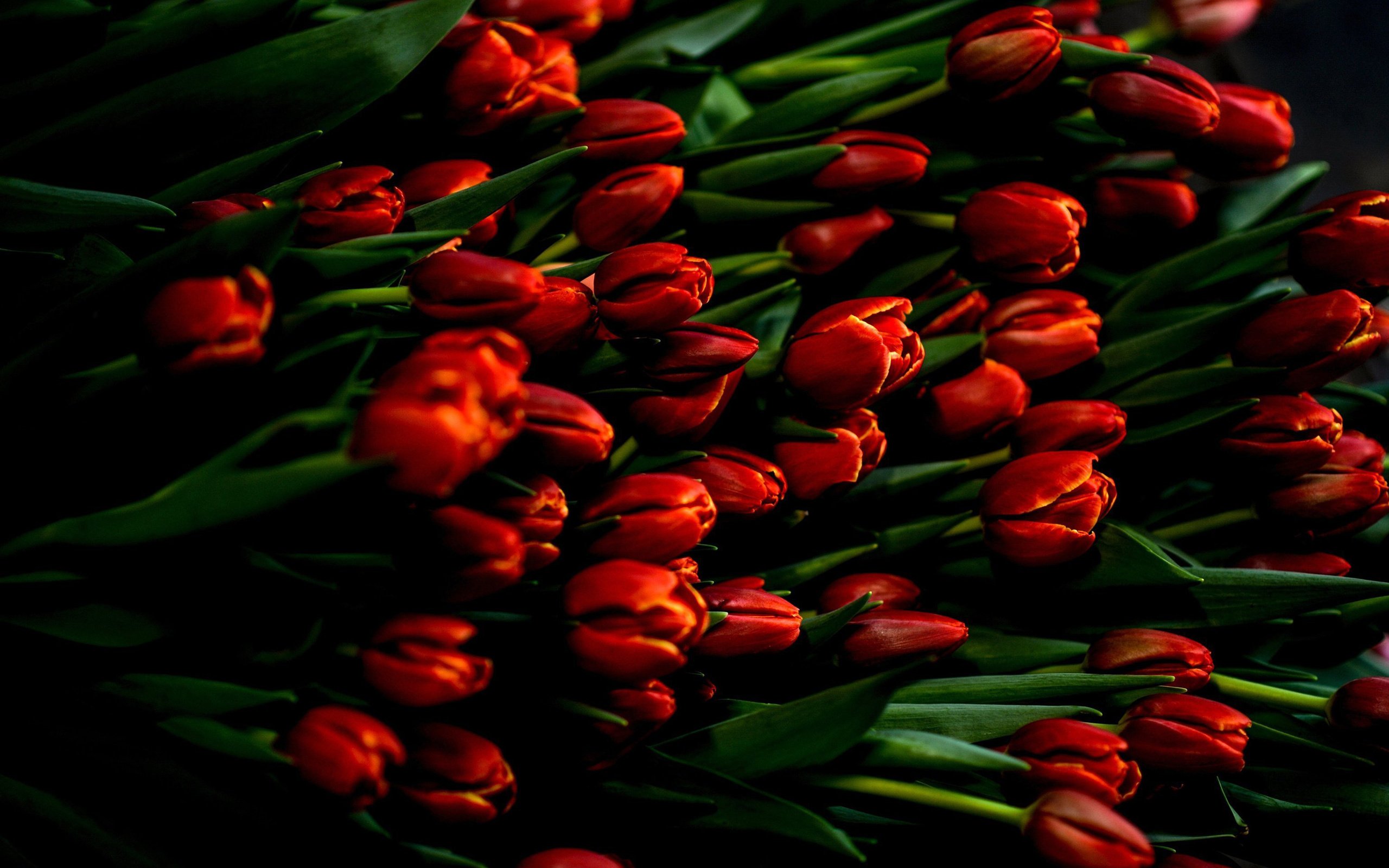 Обои цветы, весна, тюльпаны, flowers, spring, tulips разрешение 2880x1800 Загрузить