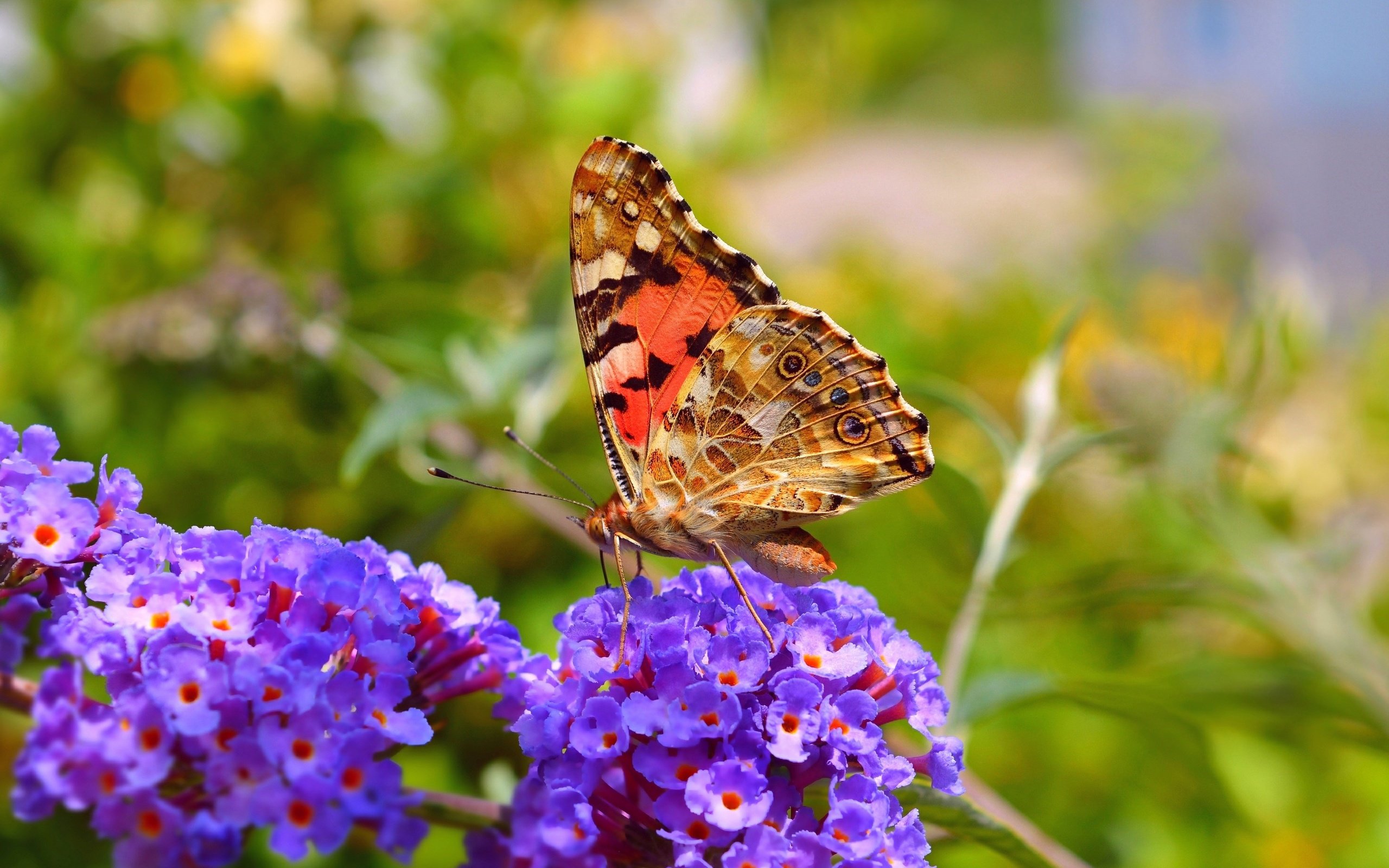 Обои цветы, макро, насекомое, бабочка, крылья, весна, flowers, macro, insect, butterfly, wings, spring разрешение 3002x1848 Загрузить