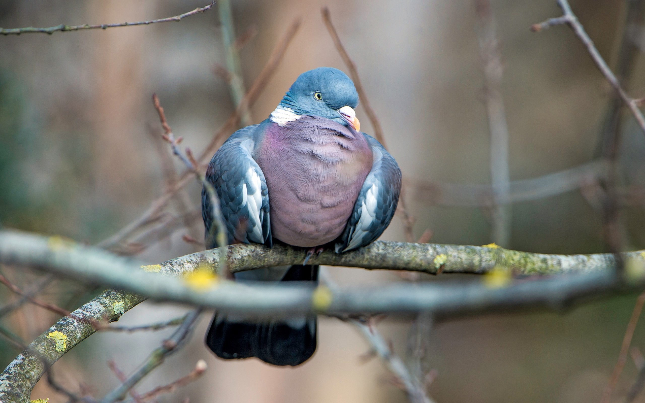 Обои фон, ветки, птица, голубь, background, branches, bird, dove разрешение 4387x2468 Загрузить