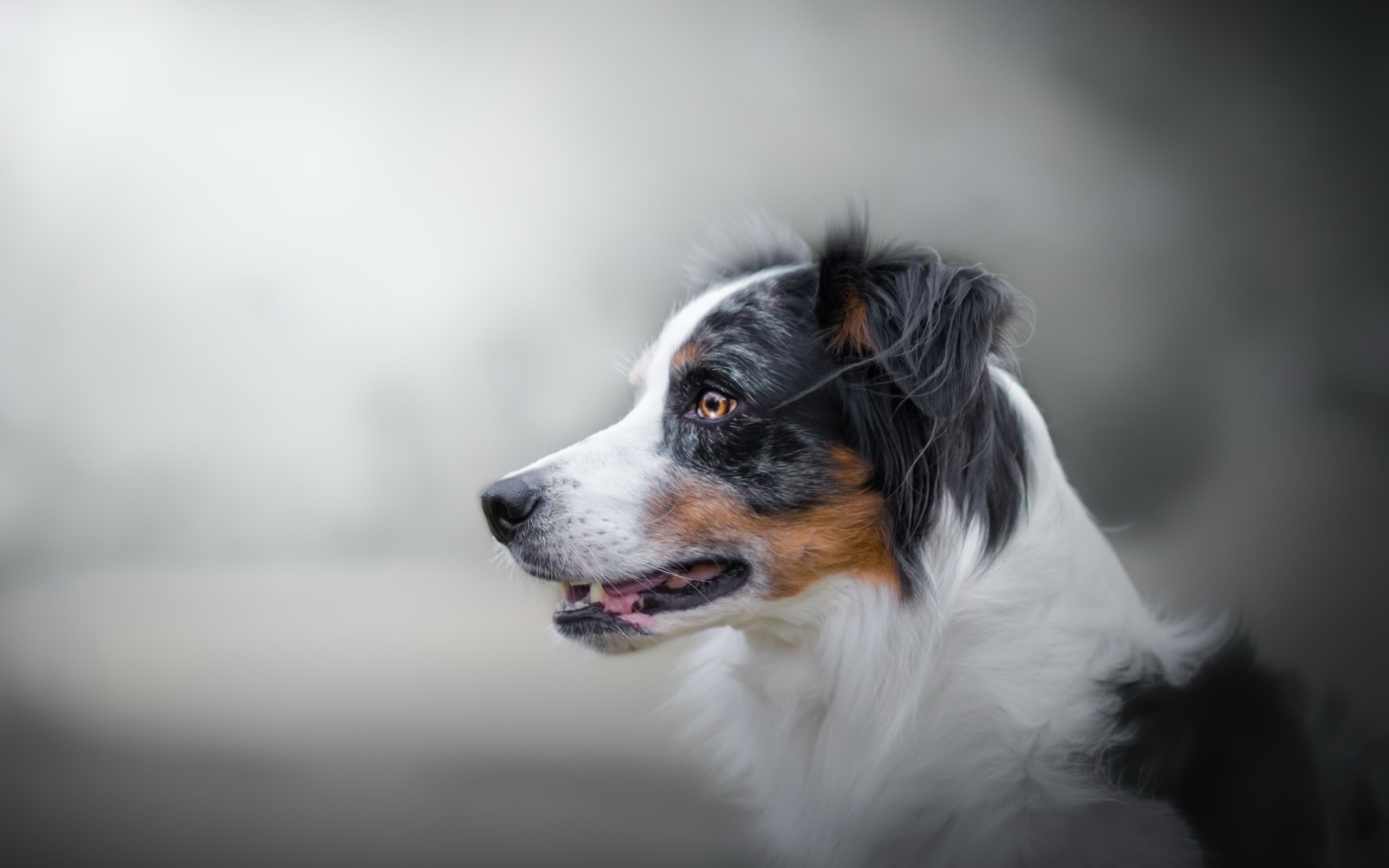 Обои фон, взгляд, собака, австралийская овчарка, background, look, dog, australian shepherd разрешение 2560x1636 Загрузить