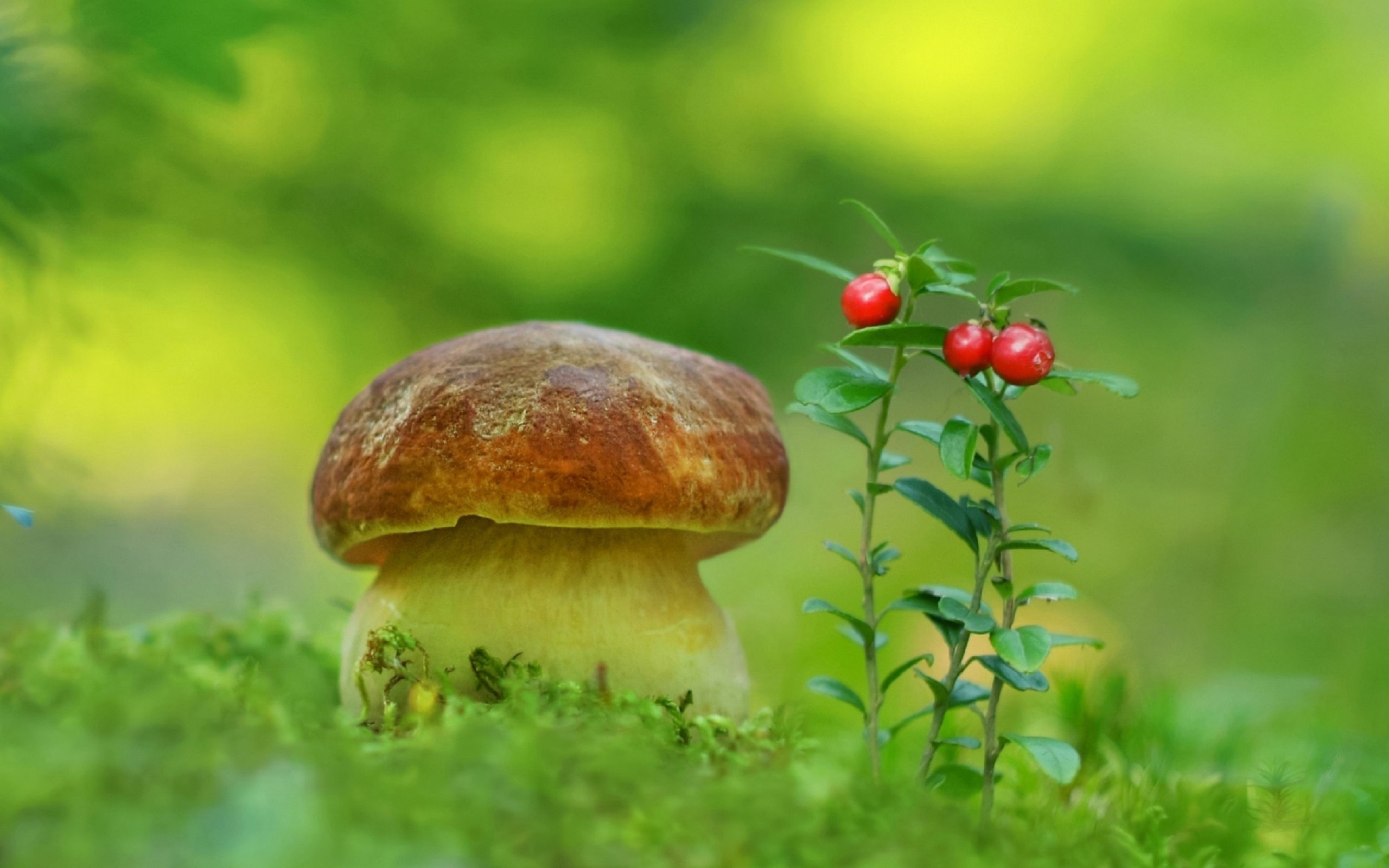 Обои природа, гриб, мох, ягоды, белый гриб, aleksandr hvozd, nature, mushroom, moss, berries, white mushroom разрешение 2596x1600 Загрузить