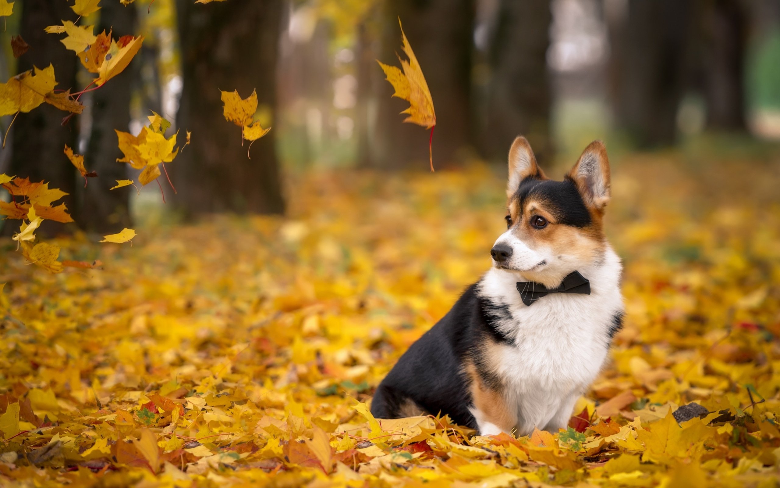 Обои листья, осень, собака, вельш-корги, корги, пемброк, leaves, autumn, dog, welsh corgi, corgi, pembroke разрешение 2880x1800 Загрузить