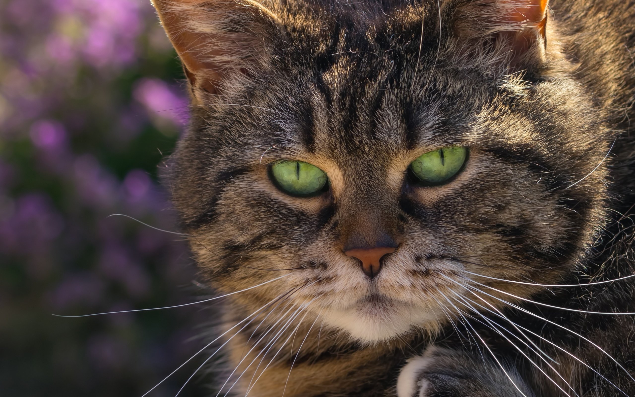 Обои глаза, фон, кот, мордочка, усы, кошка, взгляд, зеленые глаза, eyes, background, cat, muzzle, mustache, look, green eyes разрешение 3000x3000 Загрузить