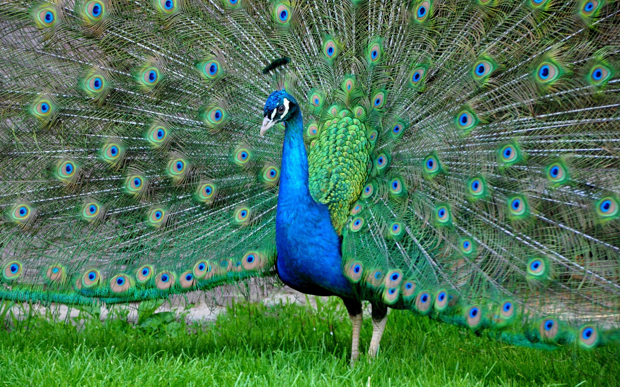 Обои птица, павлин, перья, окрас, хвост, bird, peacock, feathers, color, tail разрешение 3000x2036 Загрузить