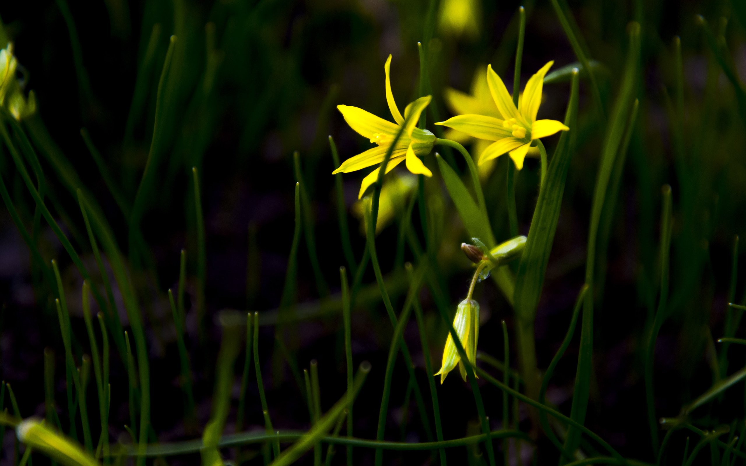 Обои трава, лепестки,  цветы, желтые цветы, гусиный лук, gagea), gagea, grass, petals, flowers, yellow flowers, goose onions разрешение 4288x2848 Загрузить