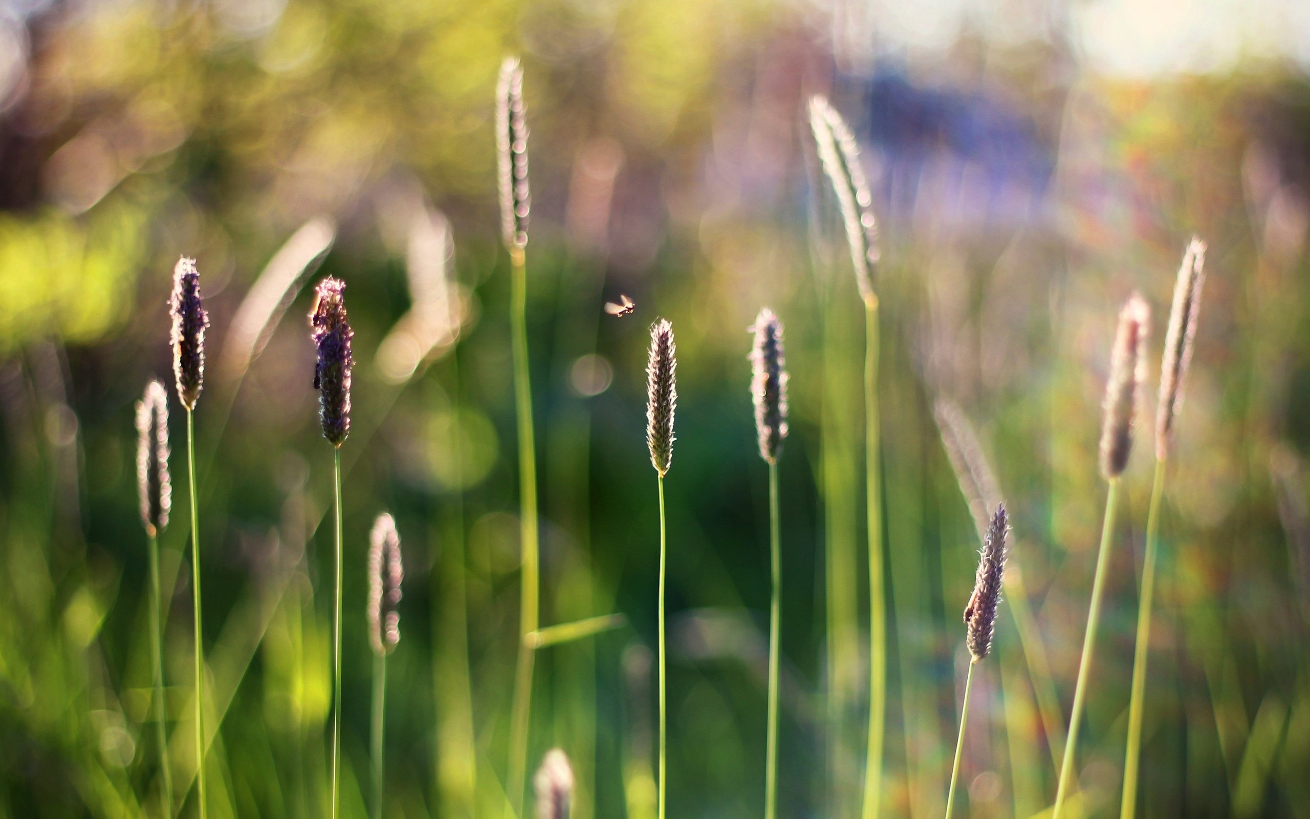 Обои трава, насекомое, размытость, стебли, боке, grass, insect, blur, stems, bokeh разрешение 3769x2529 Загрузить