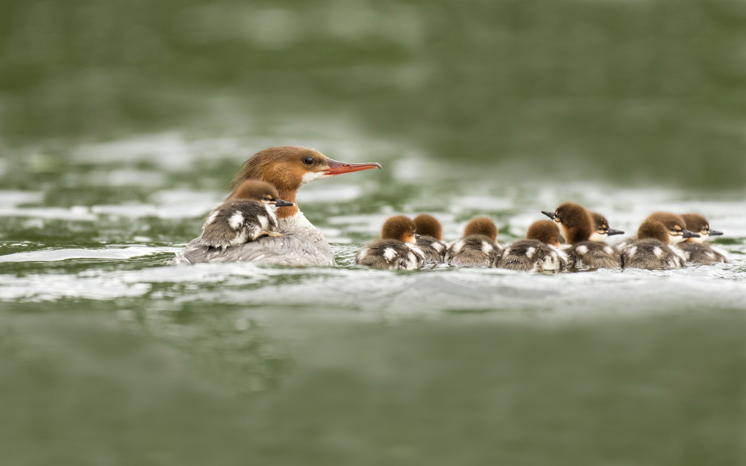 Обои вода, водоем, птицы, клюв, утята, утки, утка, большой крохаль, water, pond, birds, beak, ducklings, duck, goosander разрешение 3000x1876 Загрузить