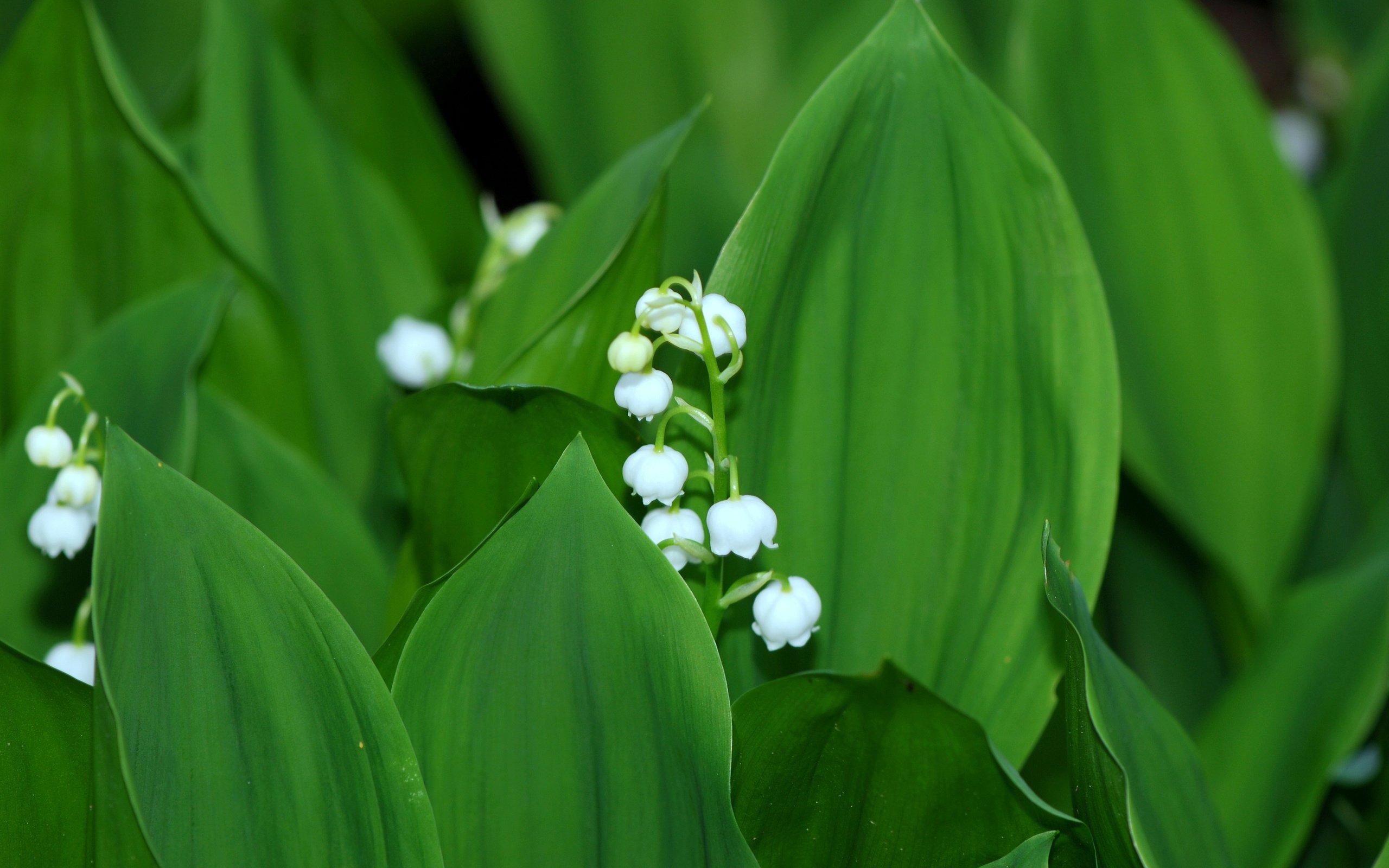 Обои цветы, листья, ландыши, весна, flowers, leaves, lilies of the valley, spring разрешение 3840x2400 Загрузить