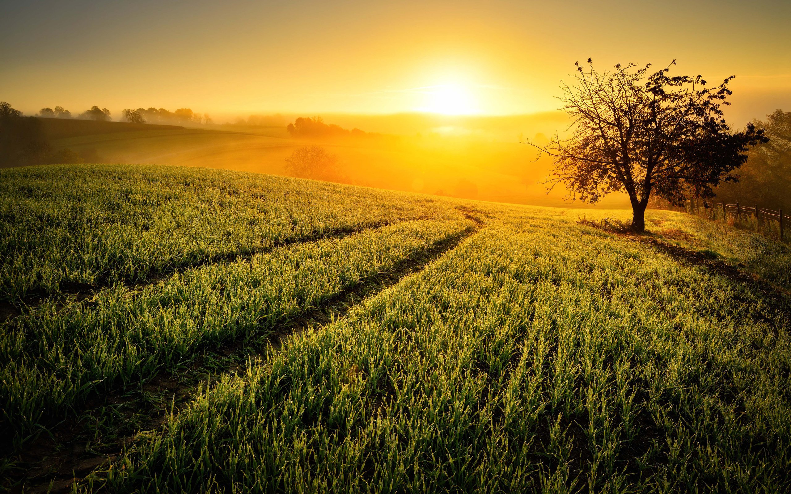 Обои небо, солнце, природа, дерево, растения, поля, туман, поле, the sky, the sun, nature, tree, plants, field, fog разрешение 2880x1800 Загрузить