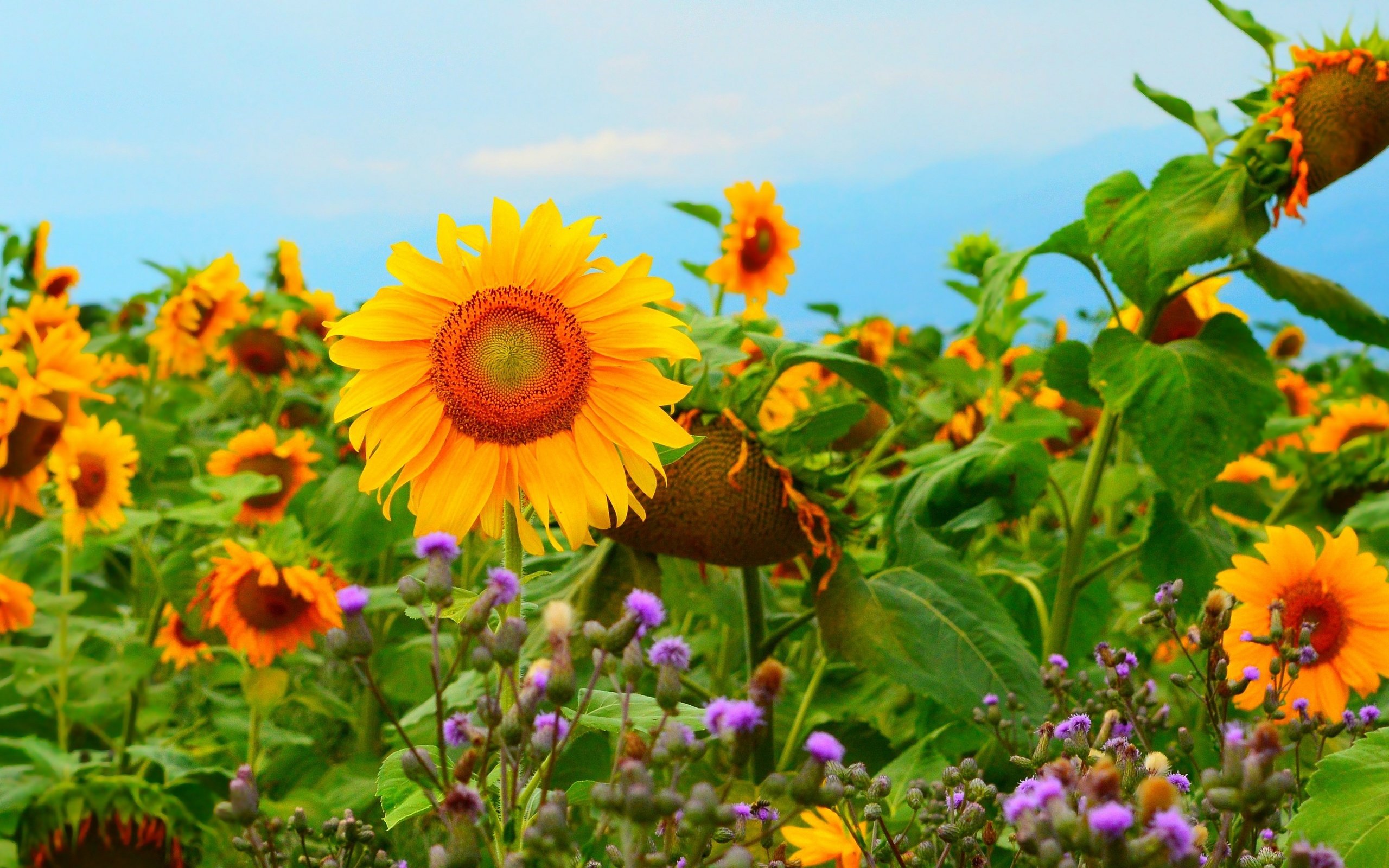 Обои цветы, поле, подсолнухи, желтые цветы, flowers, field, sunflowers, yellow flowers разрешение 3000x1850 Загрузить