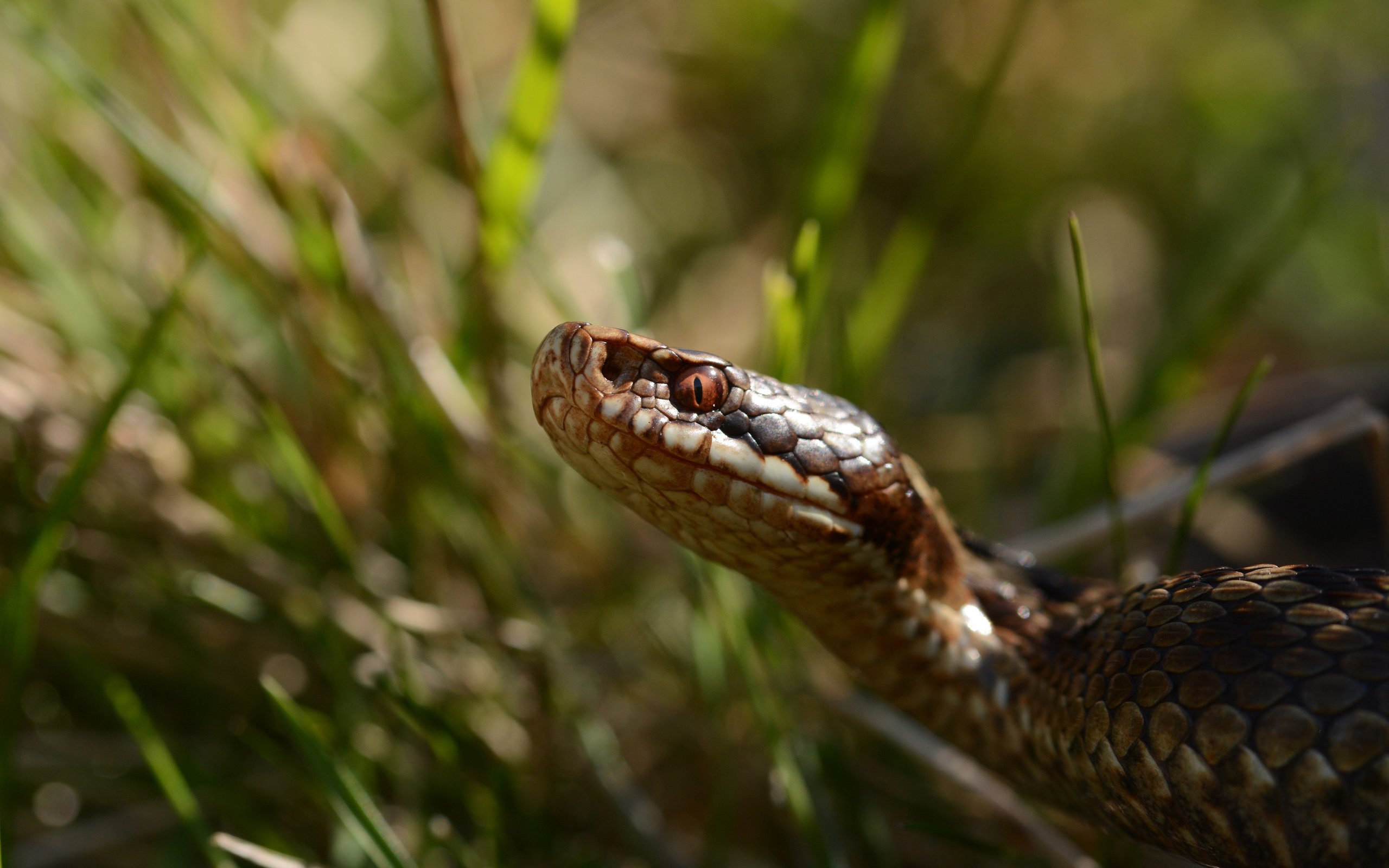 Обои трава, змея, рептилия, пресмыкающееся, grass, snake, reptile разрешение 3840x2400 Загрузить