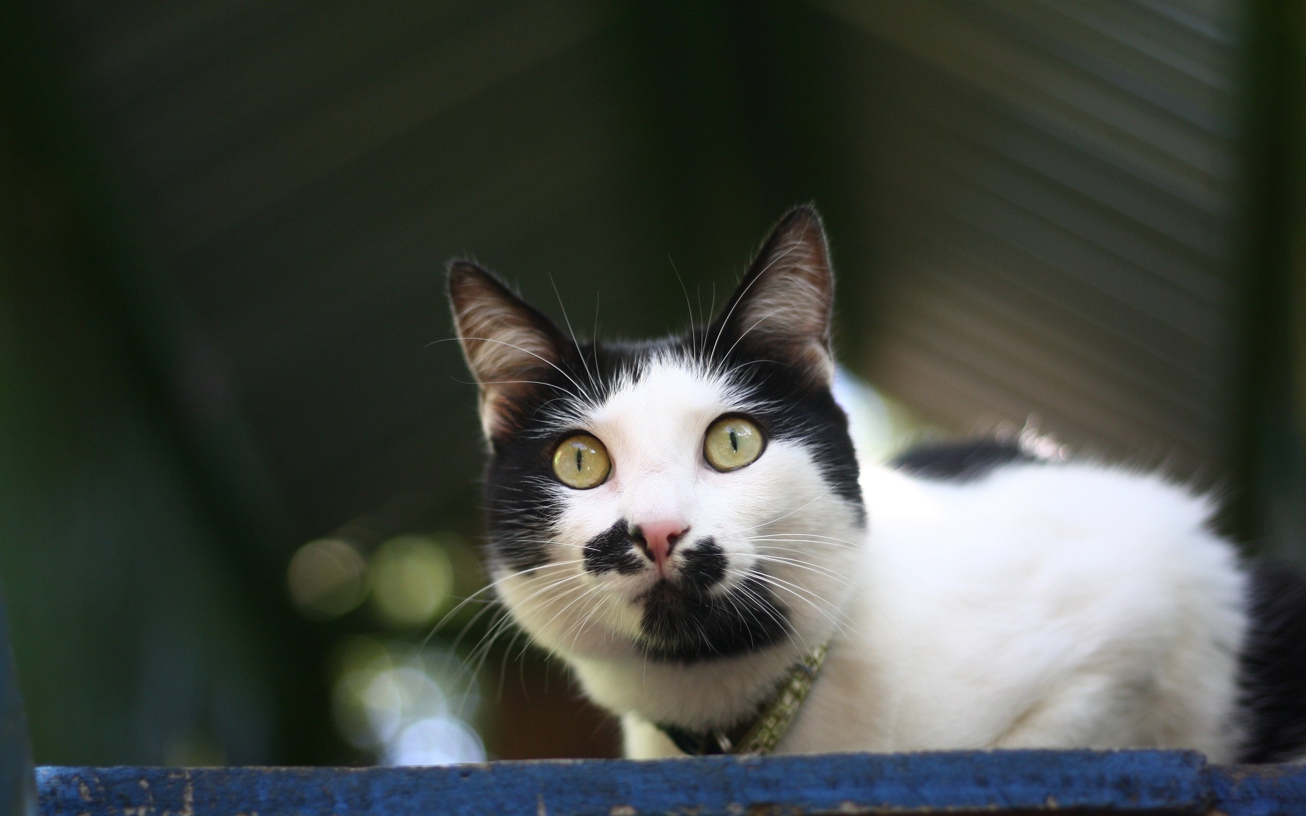 Обои глаза, фон, кот, мордочка, усы, кошка, взгляд, eyes, background, cat, muzzle, mustache, look разрешение 3888x2592 Загрузить