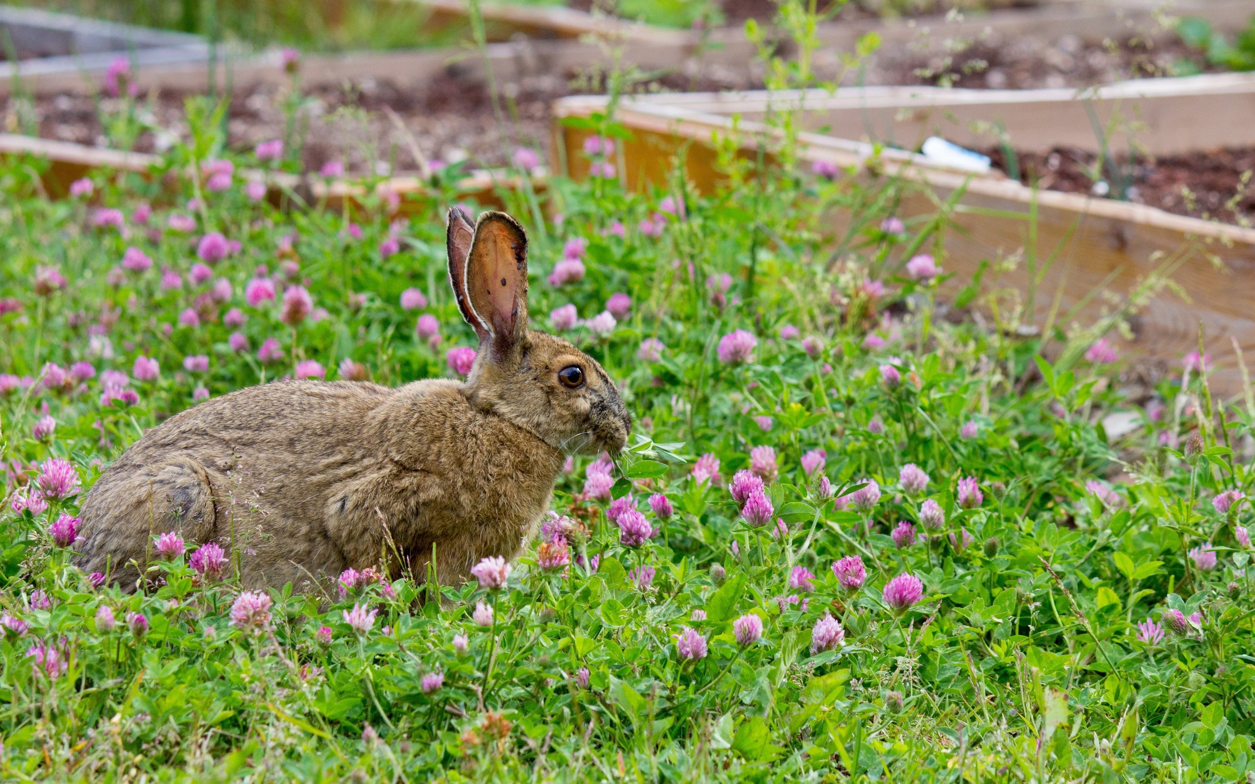 Обои трава, клевер, прогулка, кролик, заяц, grass, clover, walk, rabbit, hare разрешение 5184x3456 Загрузить