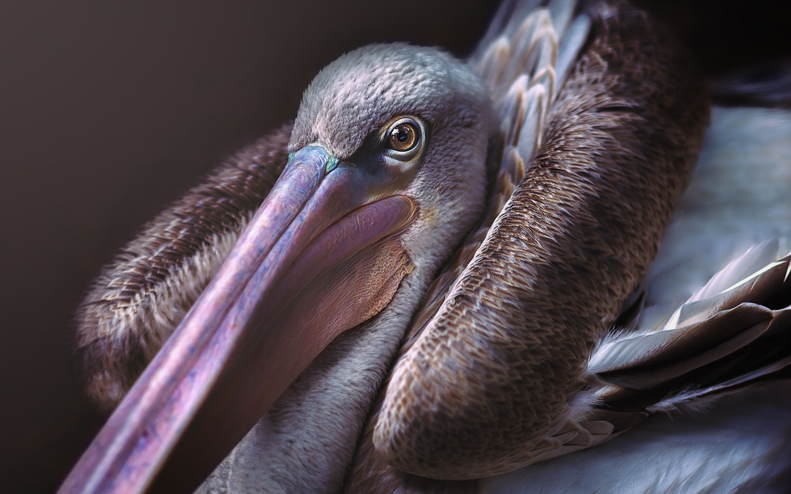 Обои птица, клюв, пеликан, bird, beak, pelican разрешение 2560x1920 Загрузить