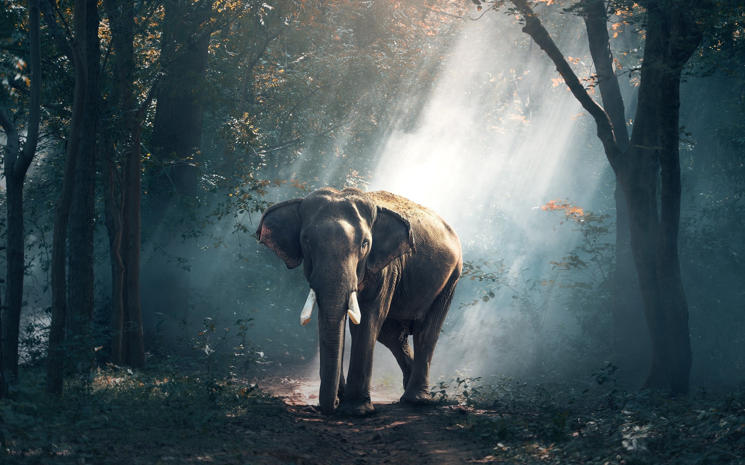 Обои природа, лес, лучи, слон, индия, nature, forest, rays, elephant, india разрешение 3500x2388 Загрузить