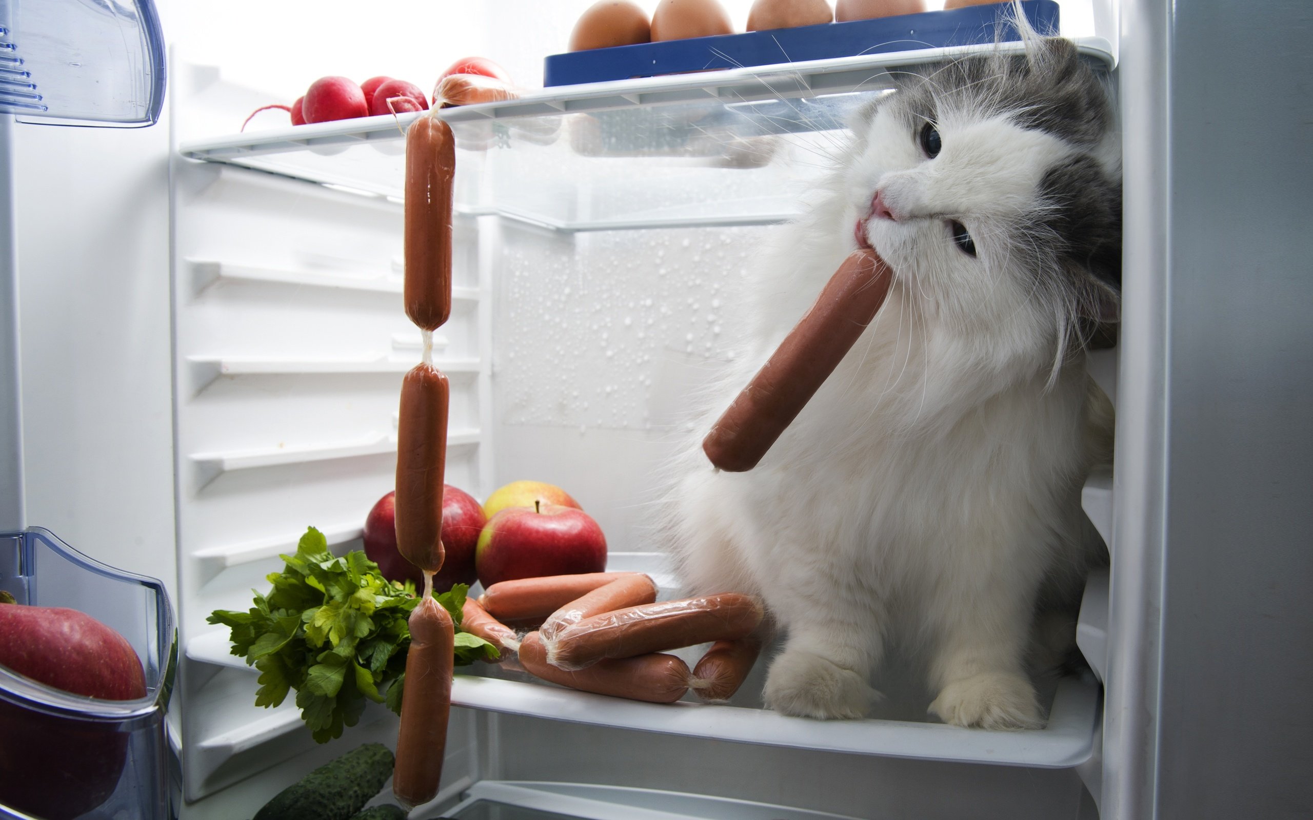Обои кот, мордочка, усы, кошка, взгляд, холодильник, сосиски, cat, muzzle, mustache, look, refrigerator, sausage разрешение 5200x3735 Загрузить
